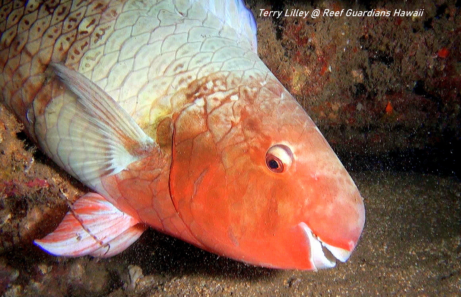 Ember Parrotfish  Female