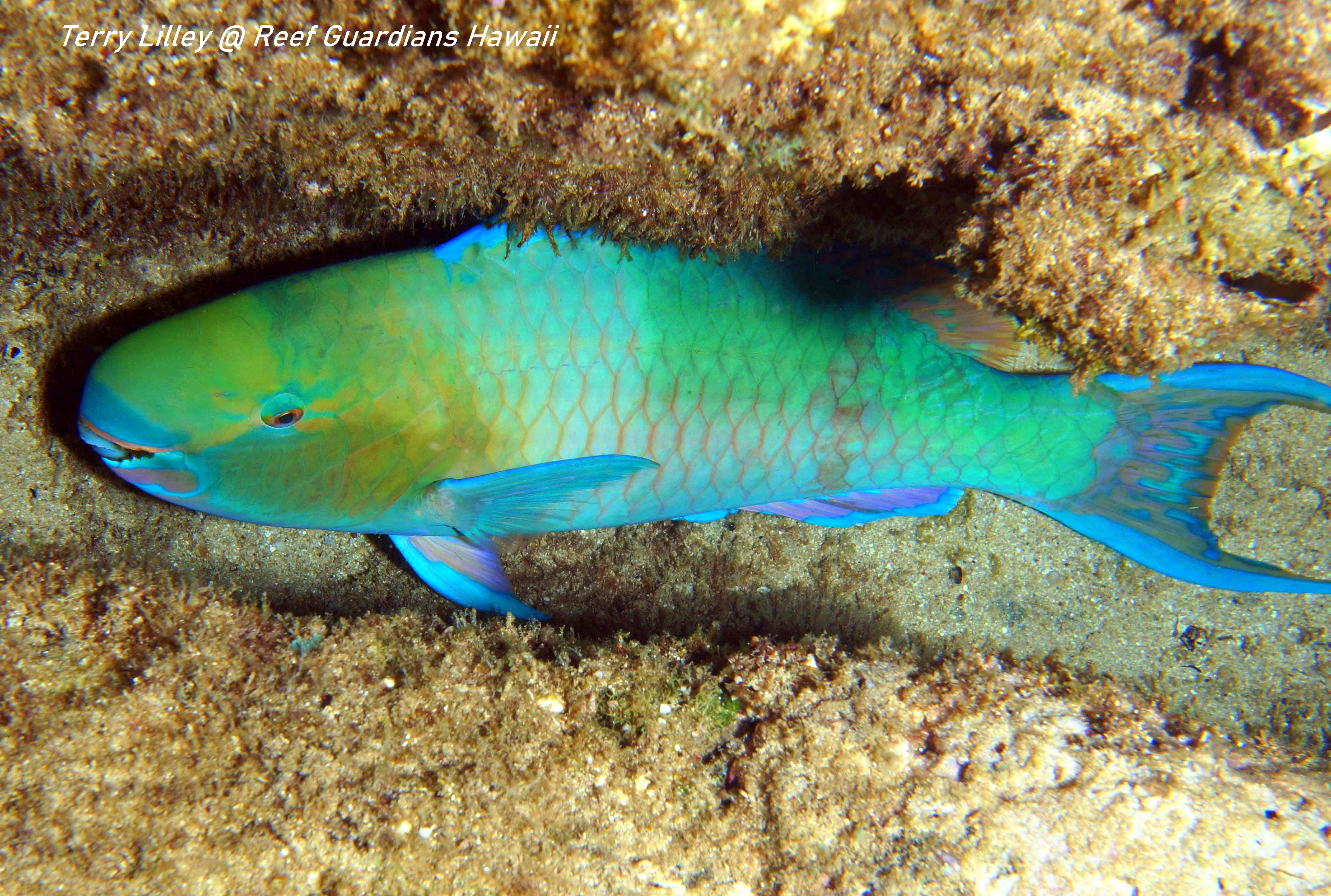 Ember Parrotfish Male