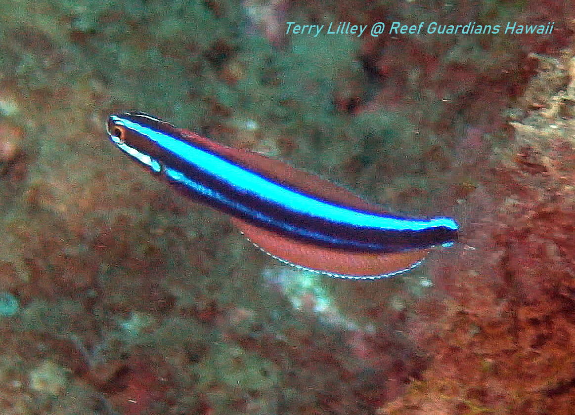 Ewa Fang Blenny