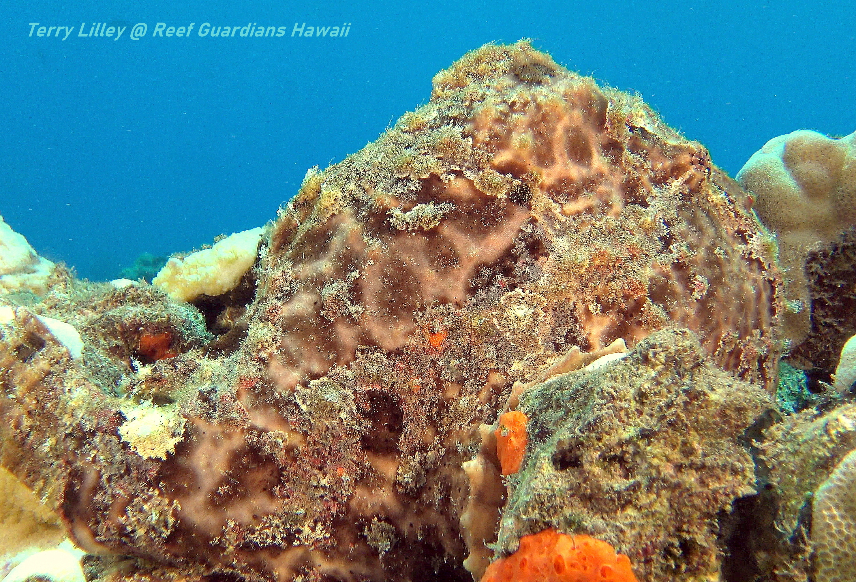 Freckled Frogfish
