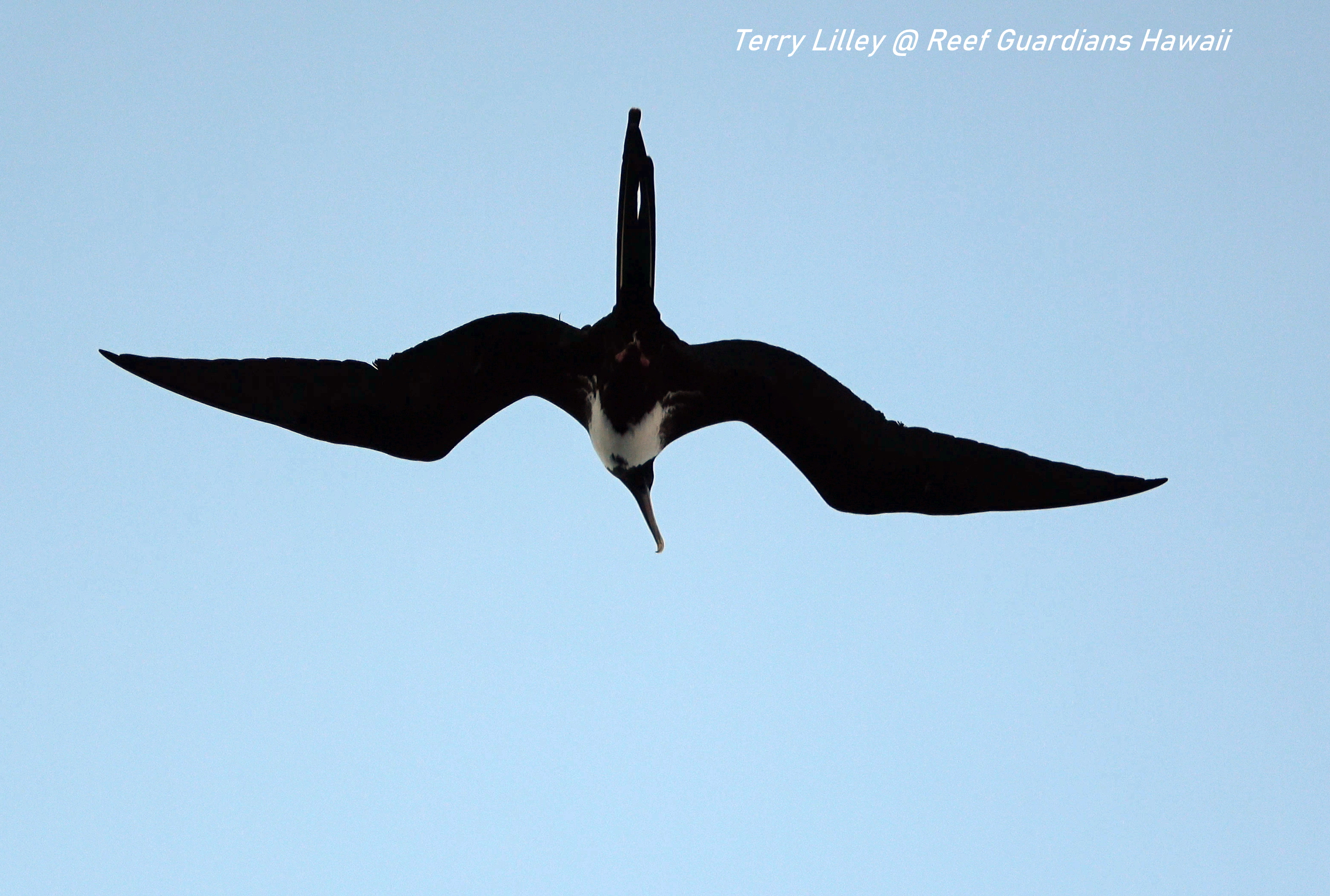 Frigatebird