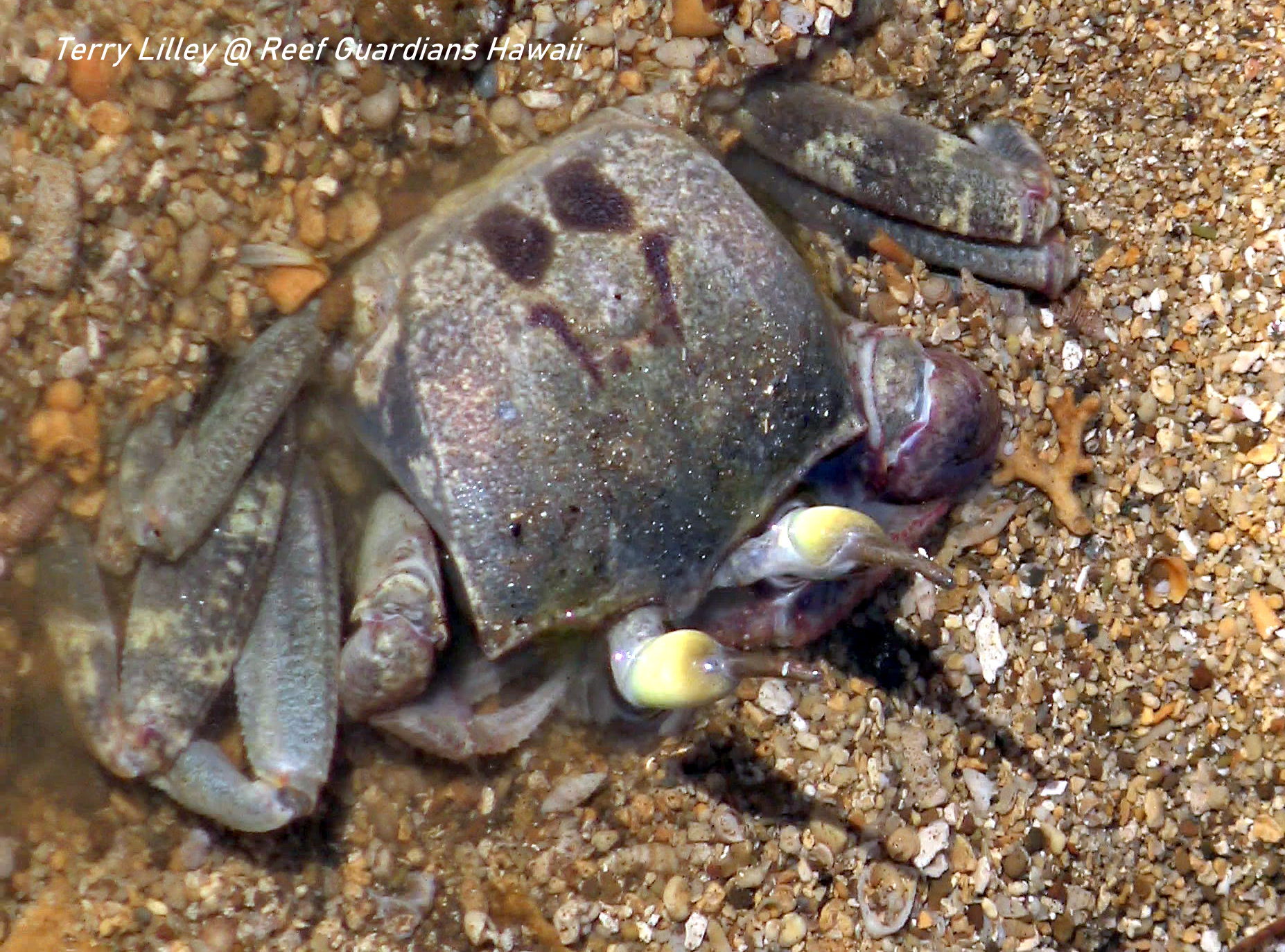 Ghost Crab