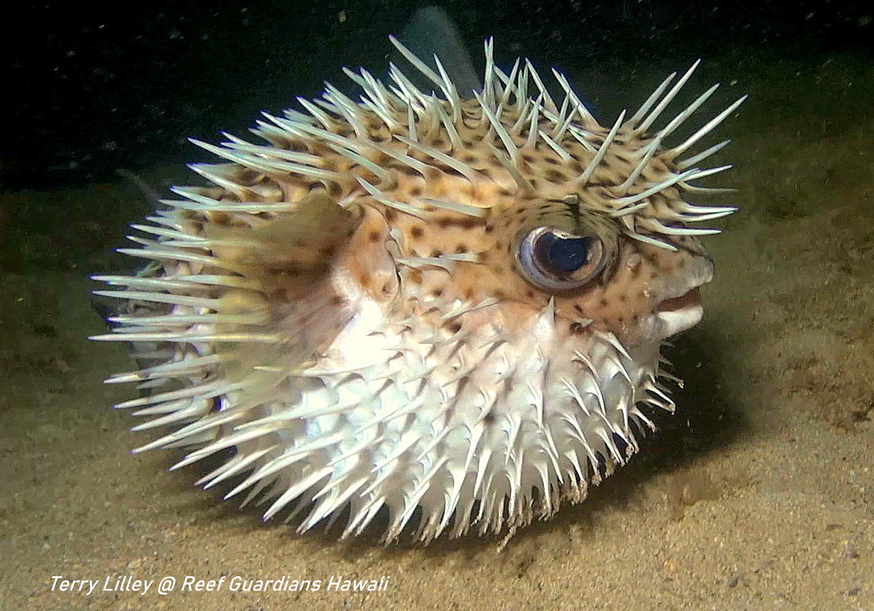 Giant Porcupinefish  Inflated