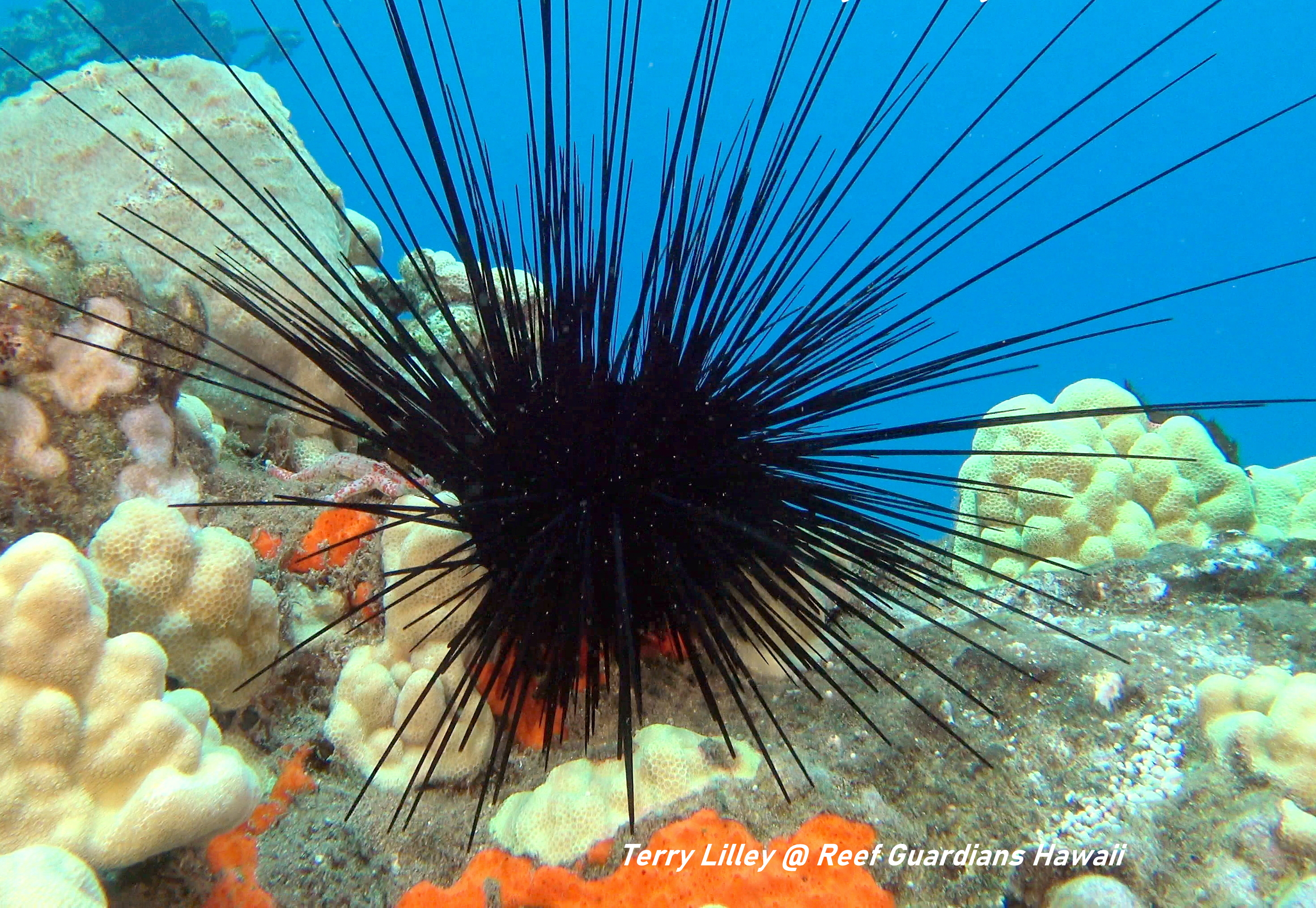 Long-Spinned Urchin