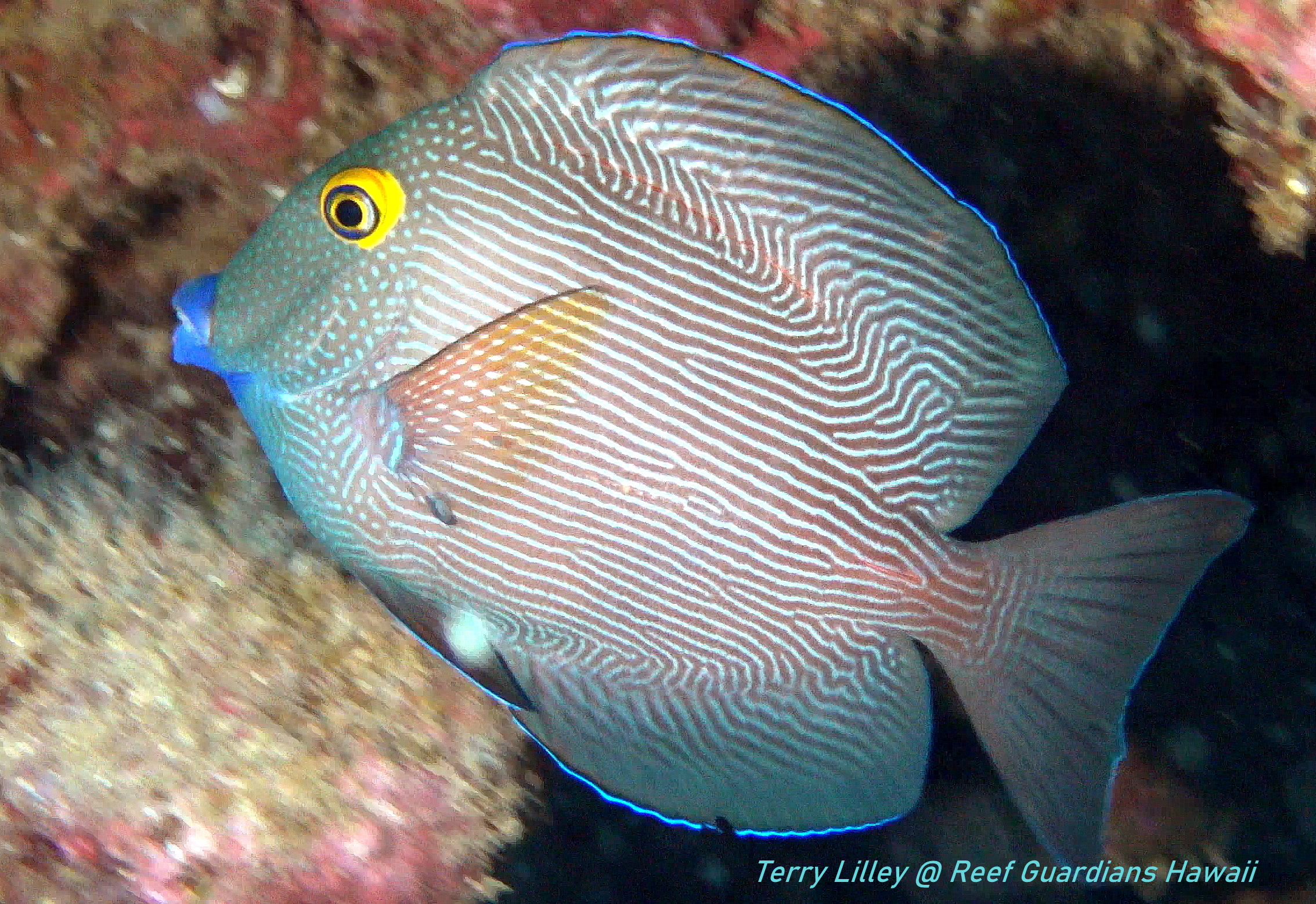 Goldring Surgeonfish