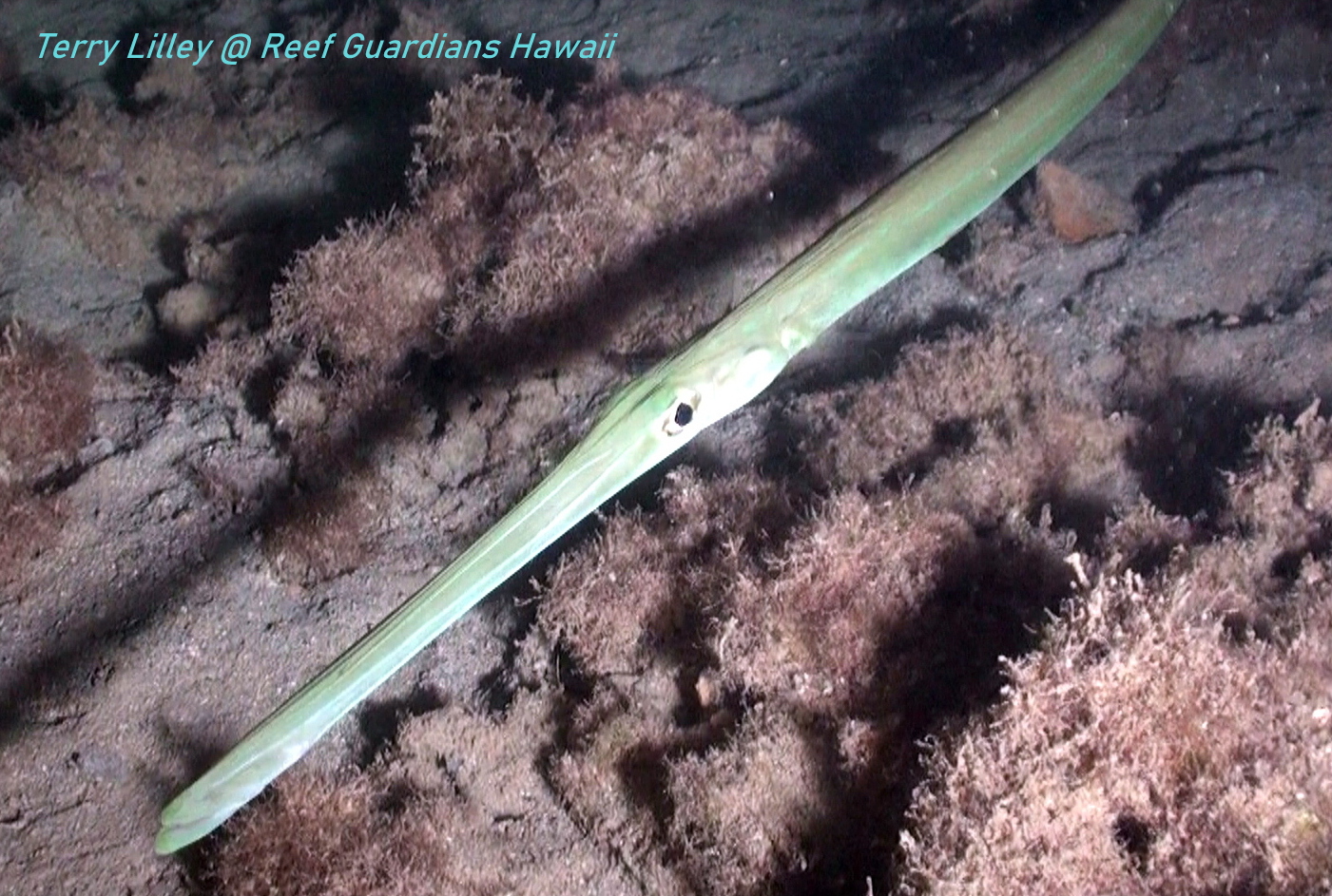 Cornetfish  Green Phase