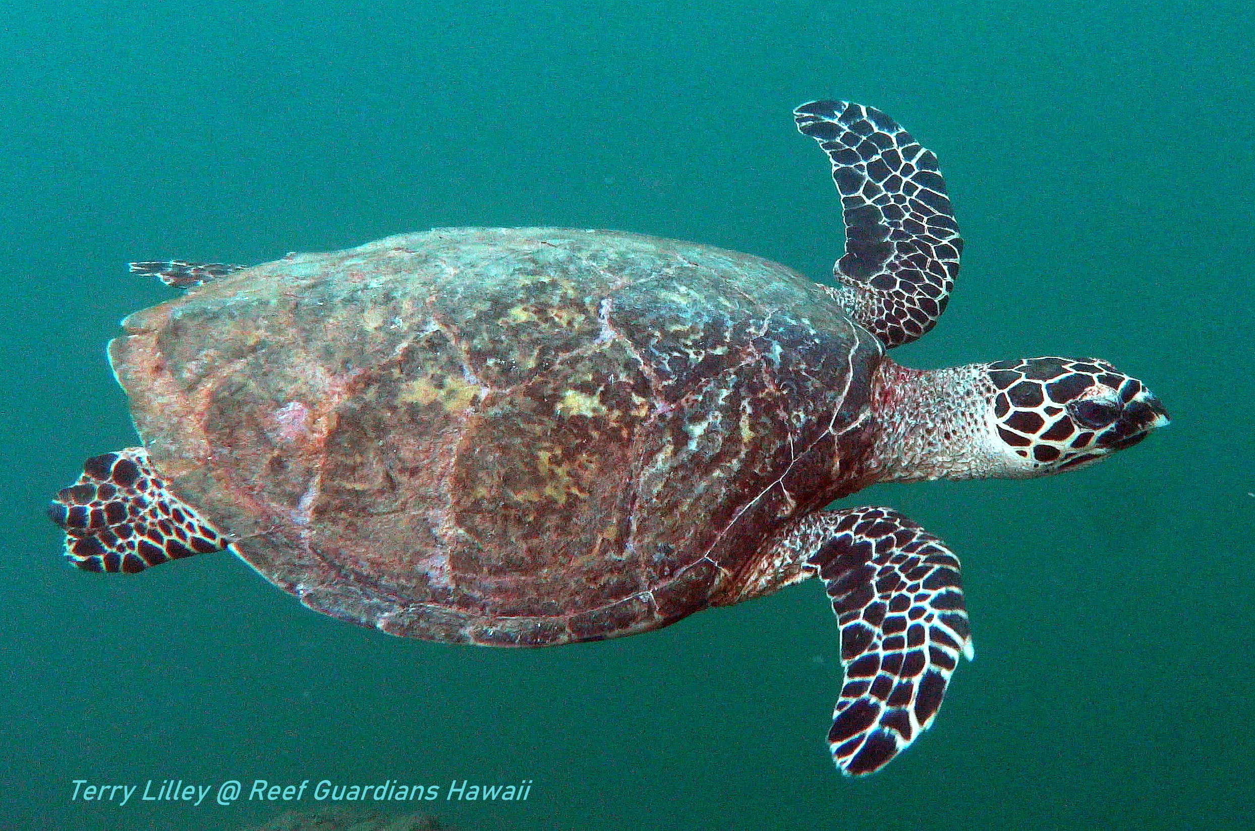 Hawksbill Sea Turtle