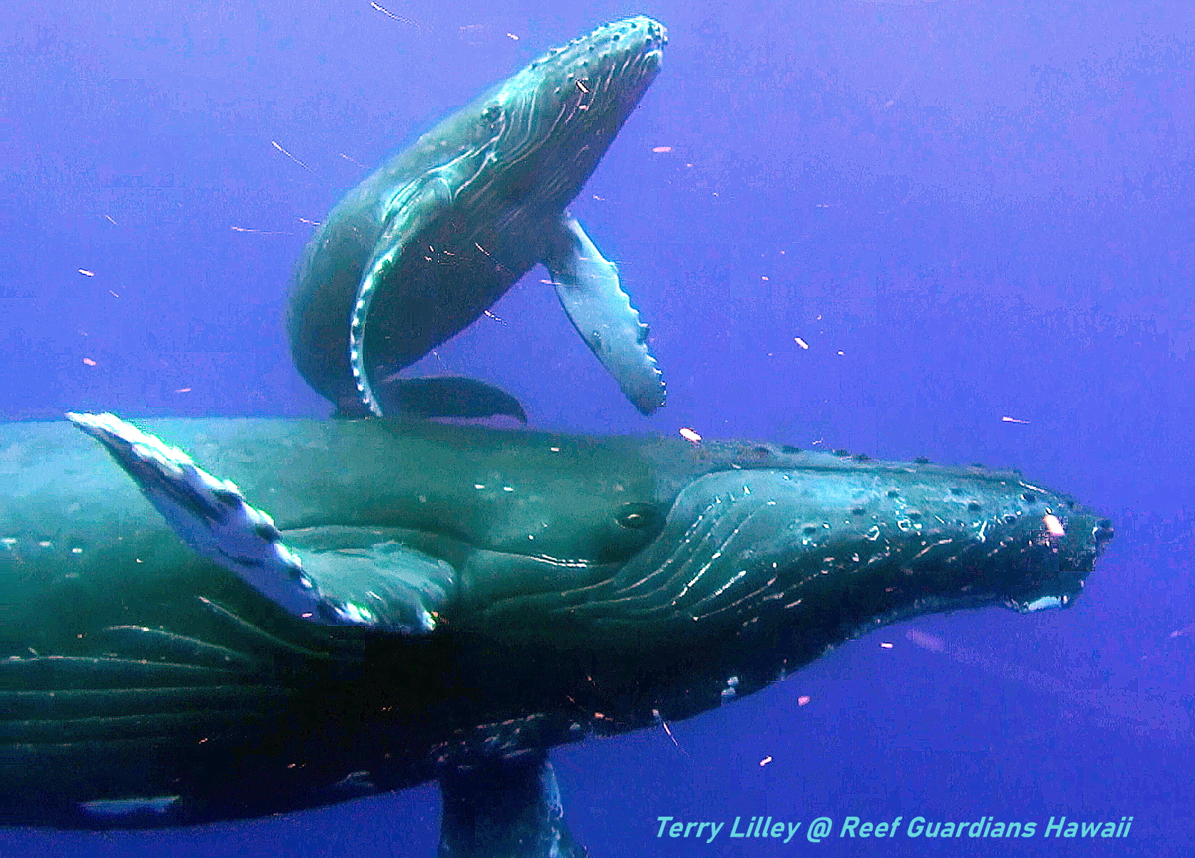 Humpback Whale