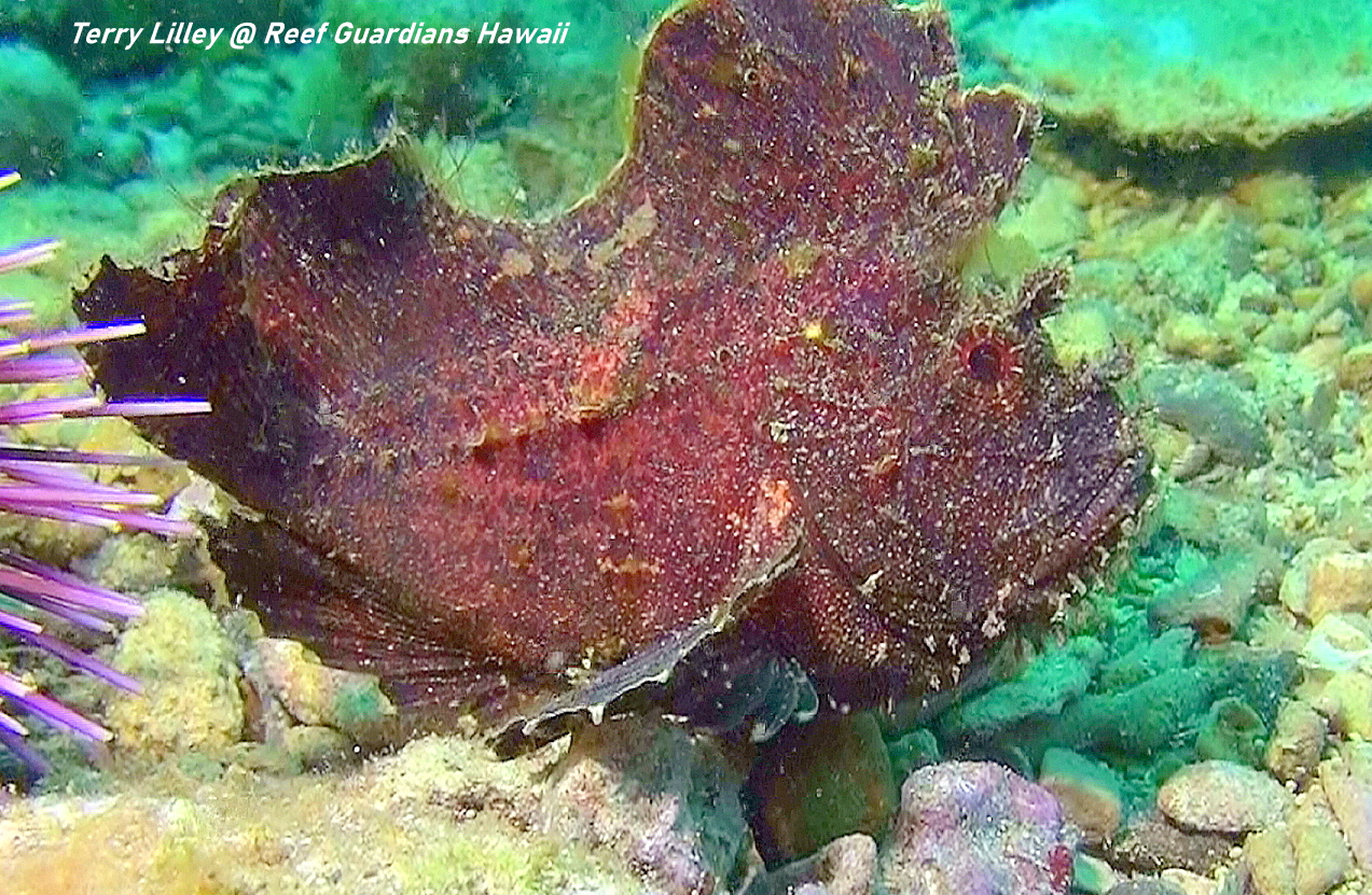 Leaf Scorpionfish Brown Phase