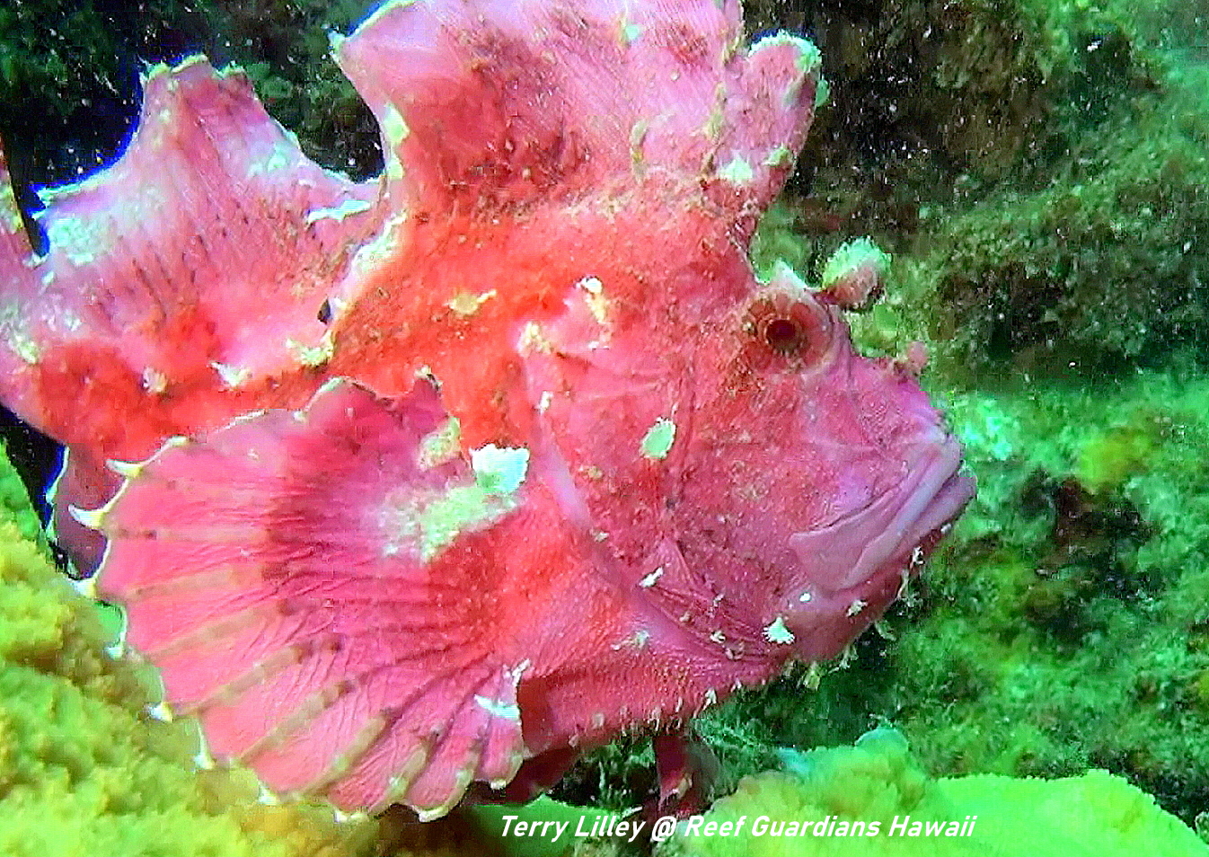 Leaf Scorpionfish  Pink Phase