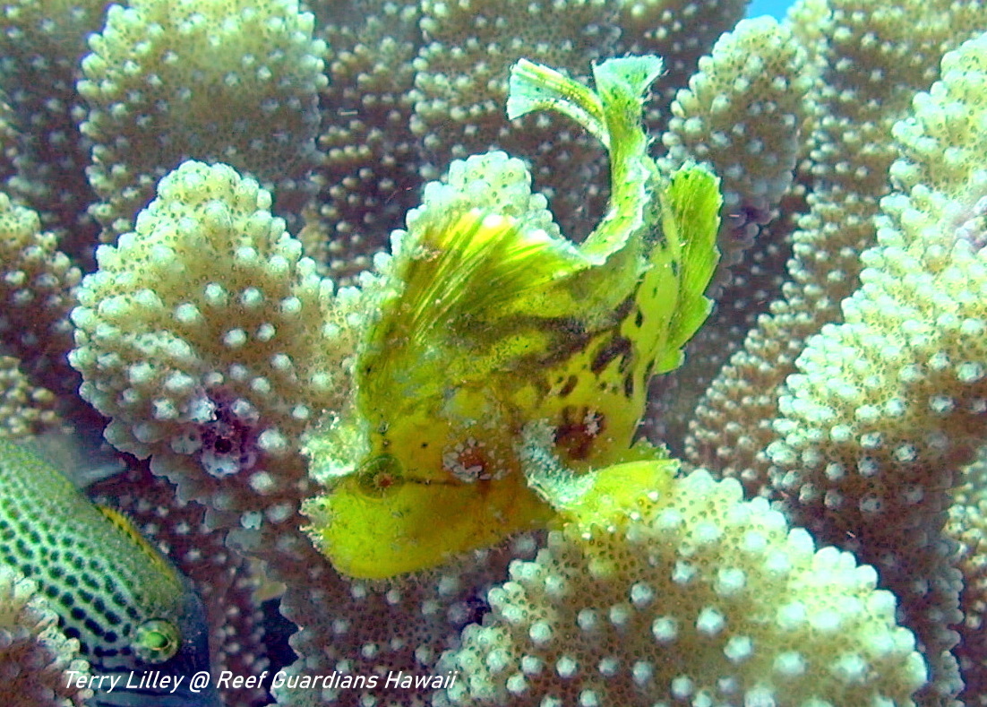 Leaf Scorpionfish  Yellow Phase