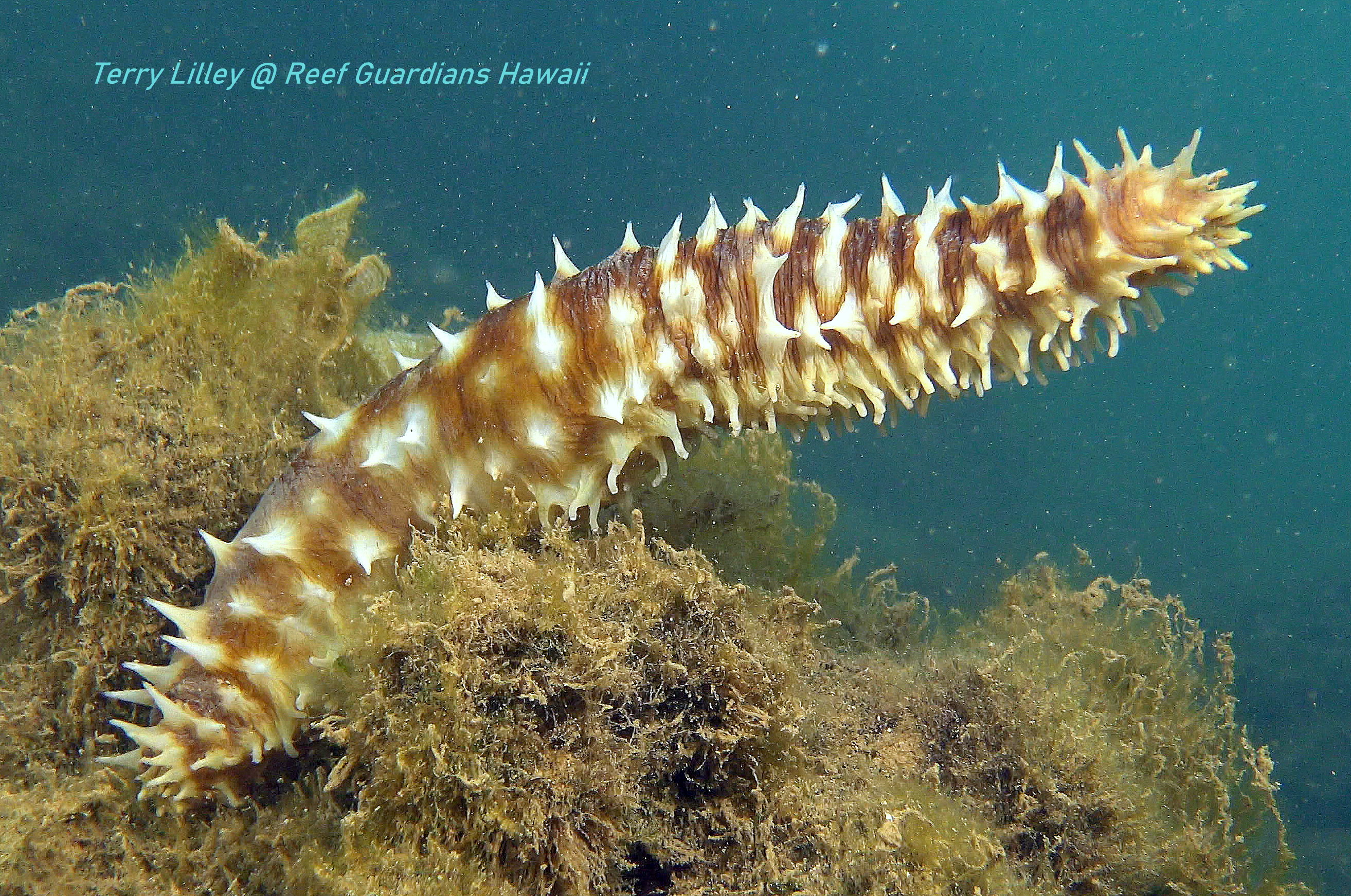 Light-Spotted Sea Cucumber