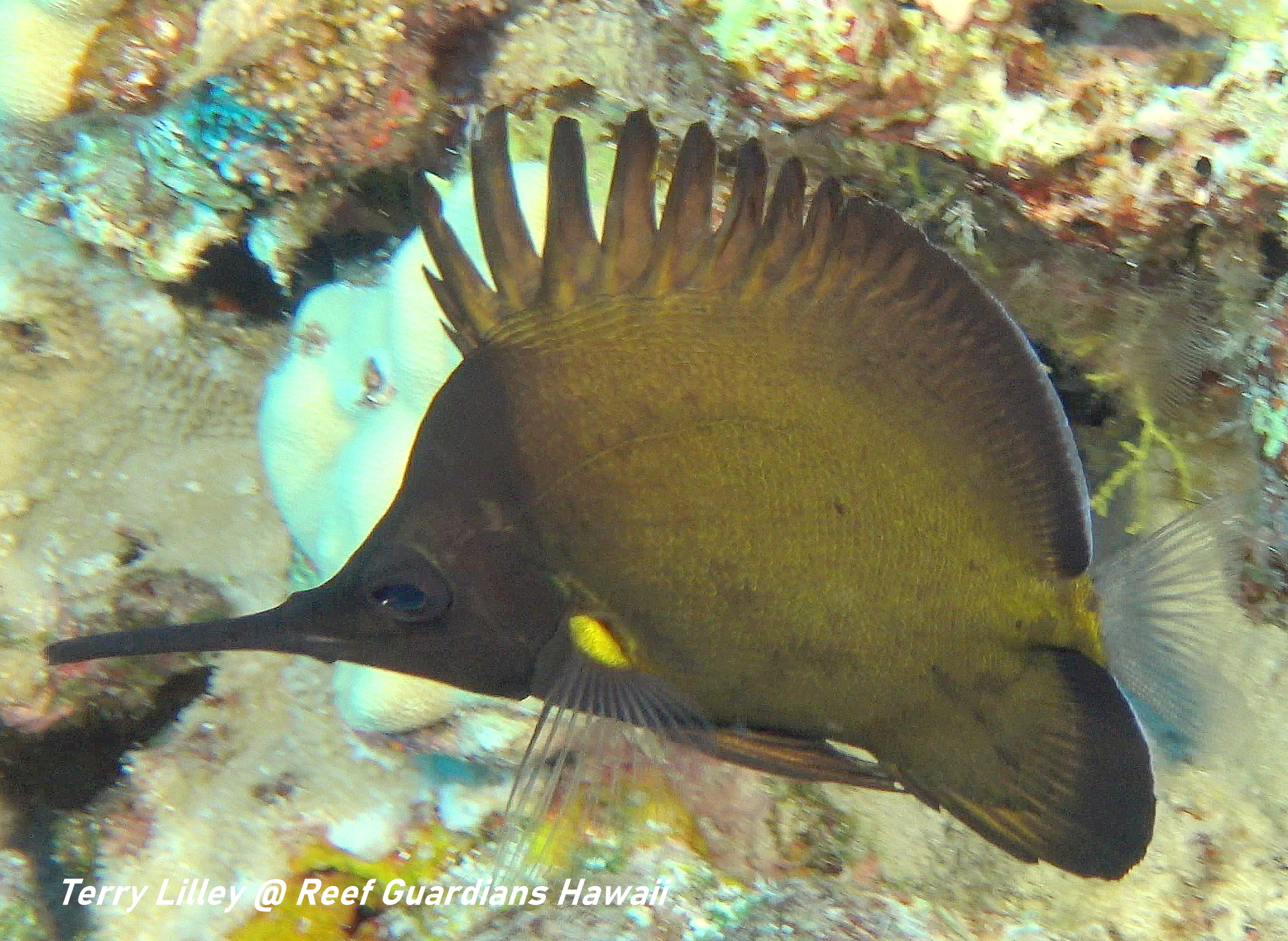 Longnose Butterflyfish