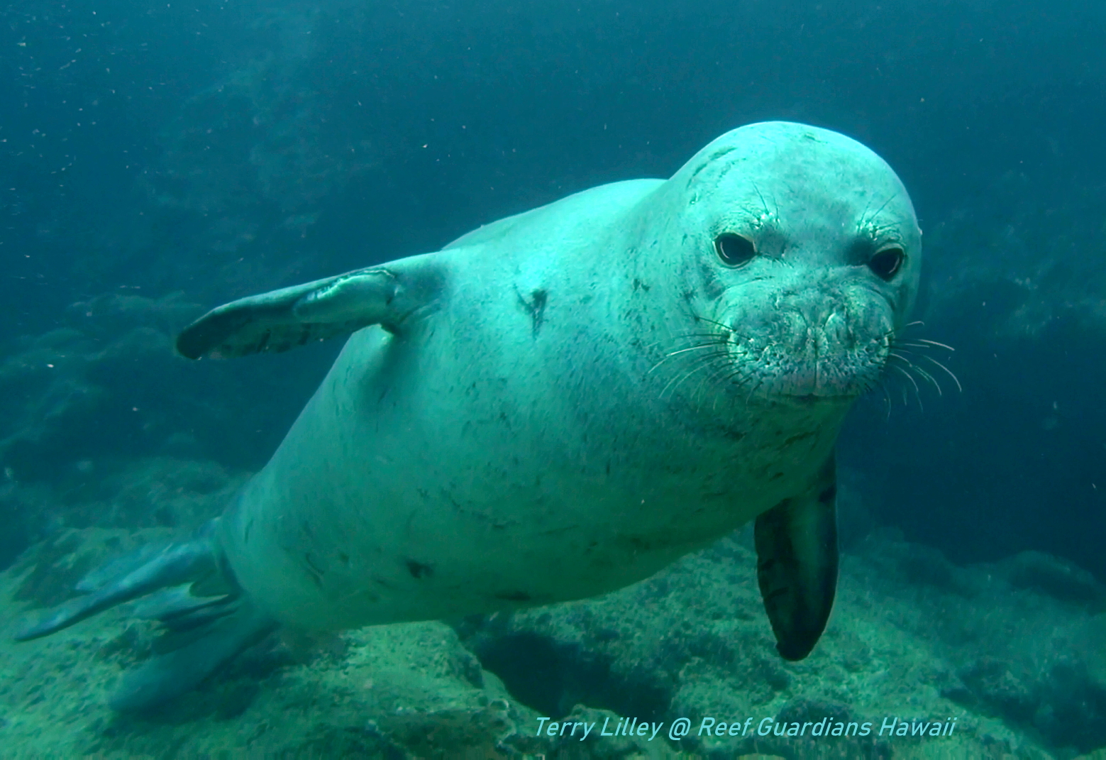 Hawaiian Monk Seal