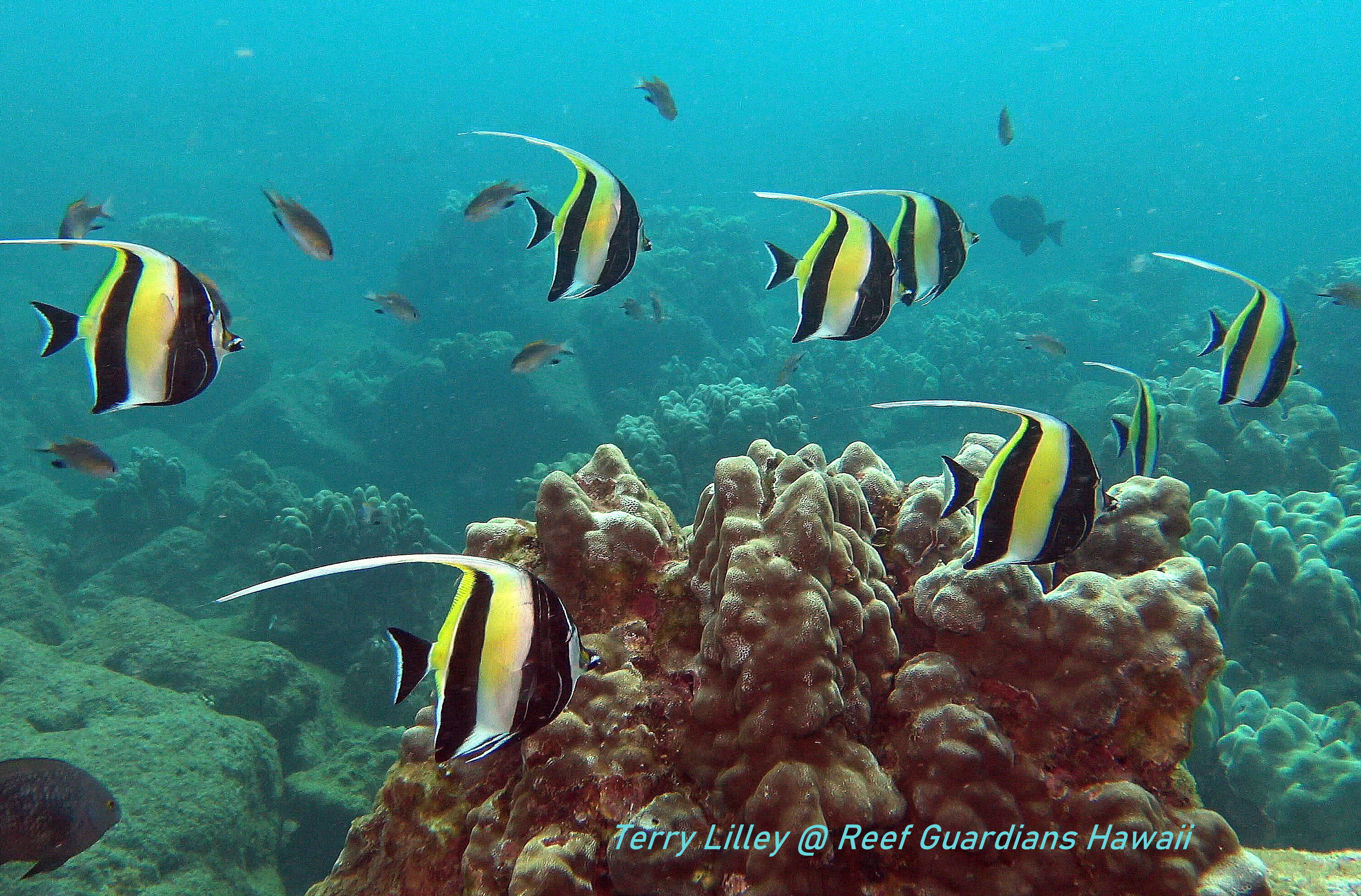 Moorish Idol School