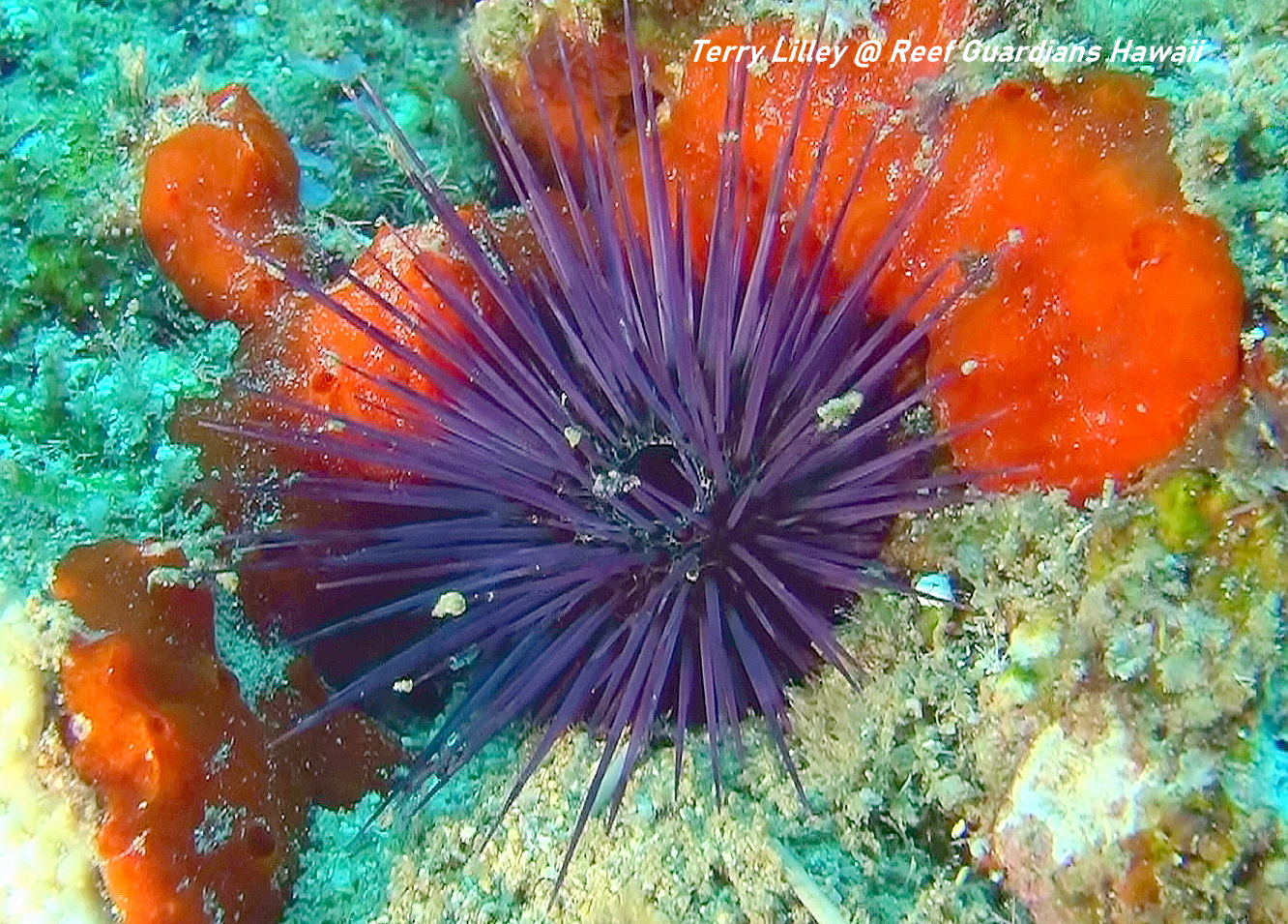 Needle-Spined Urchin