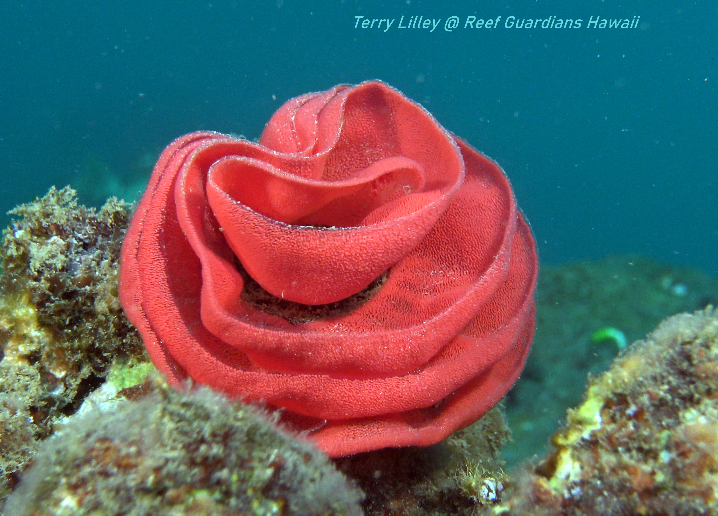 Spanish Dancer Eggs