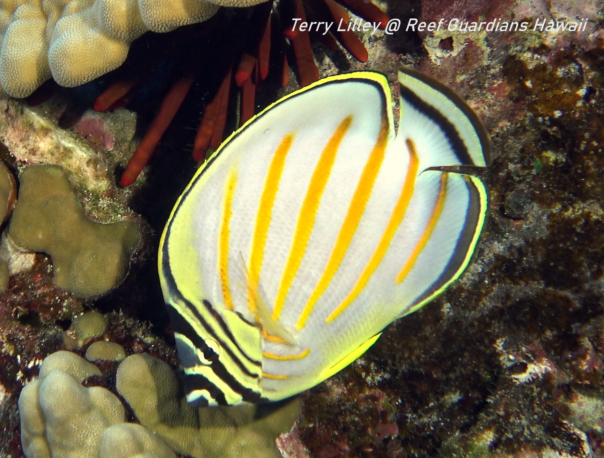 Ornate Butterflyfish