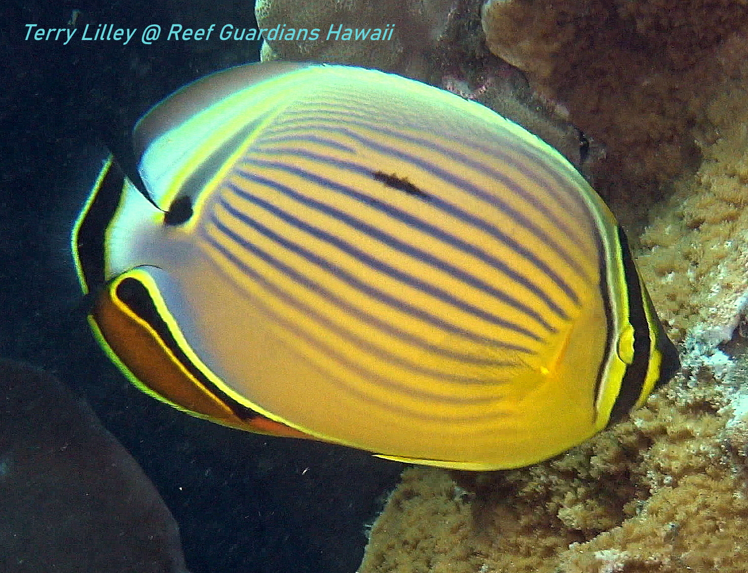 Oval Butterflyfish