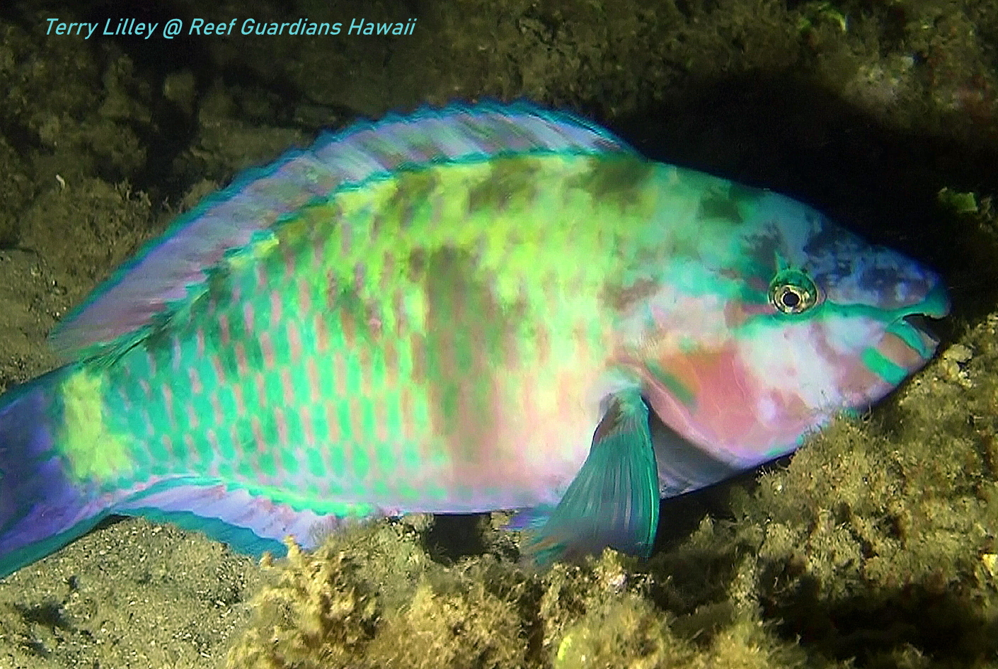 Palenose Parrotfish  Male