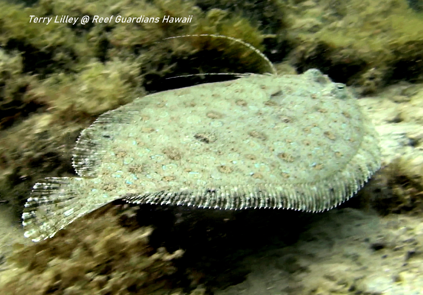 Panther Flounder