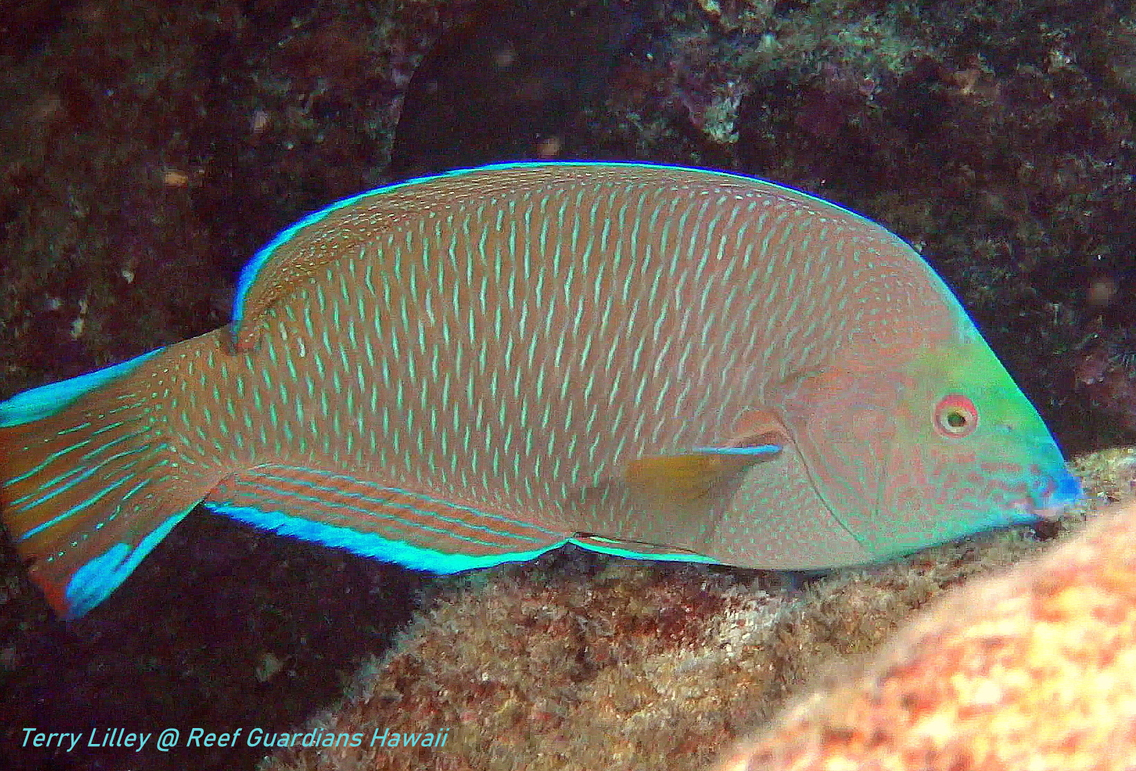 Pearl Wrasse  Male