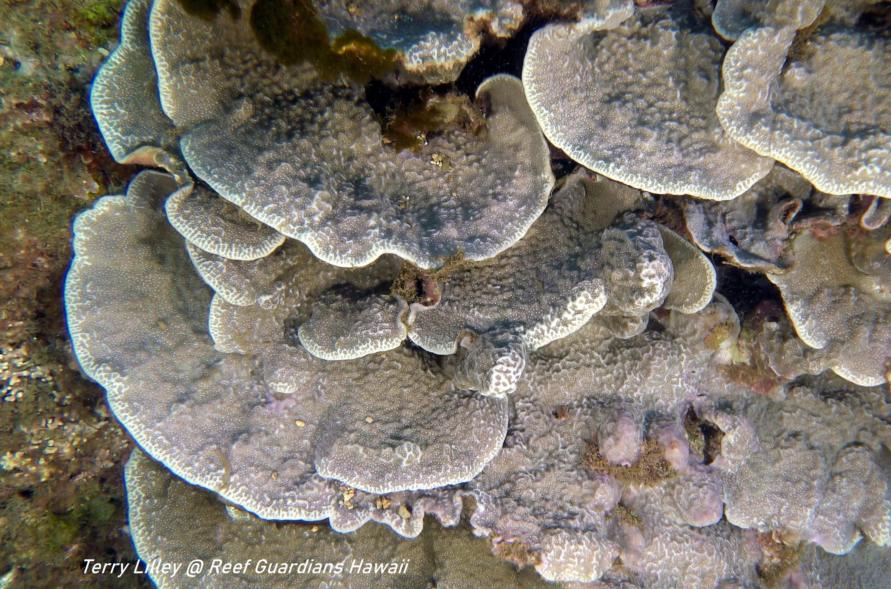 Plate Coral