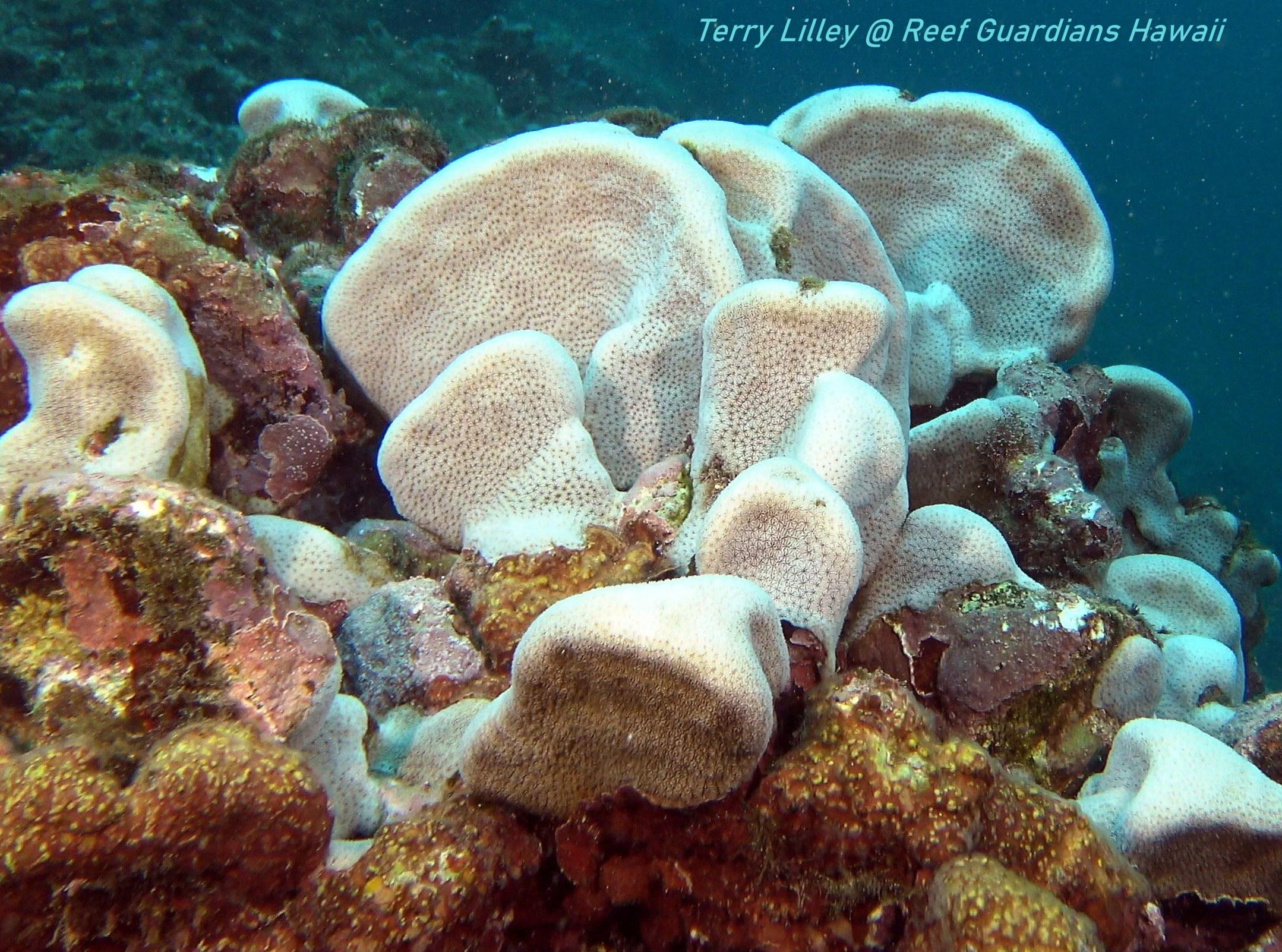 Porckchop Coral