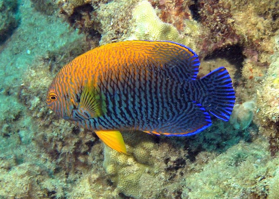 Potters Angelfish