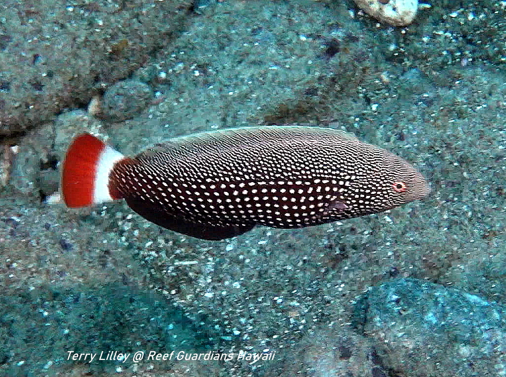 Psychedelic Wrasse