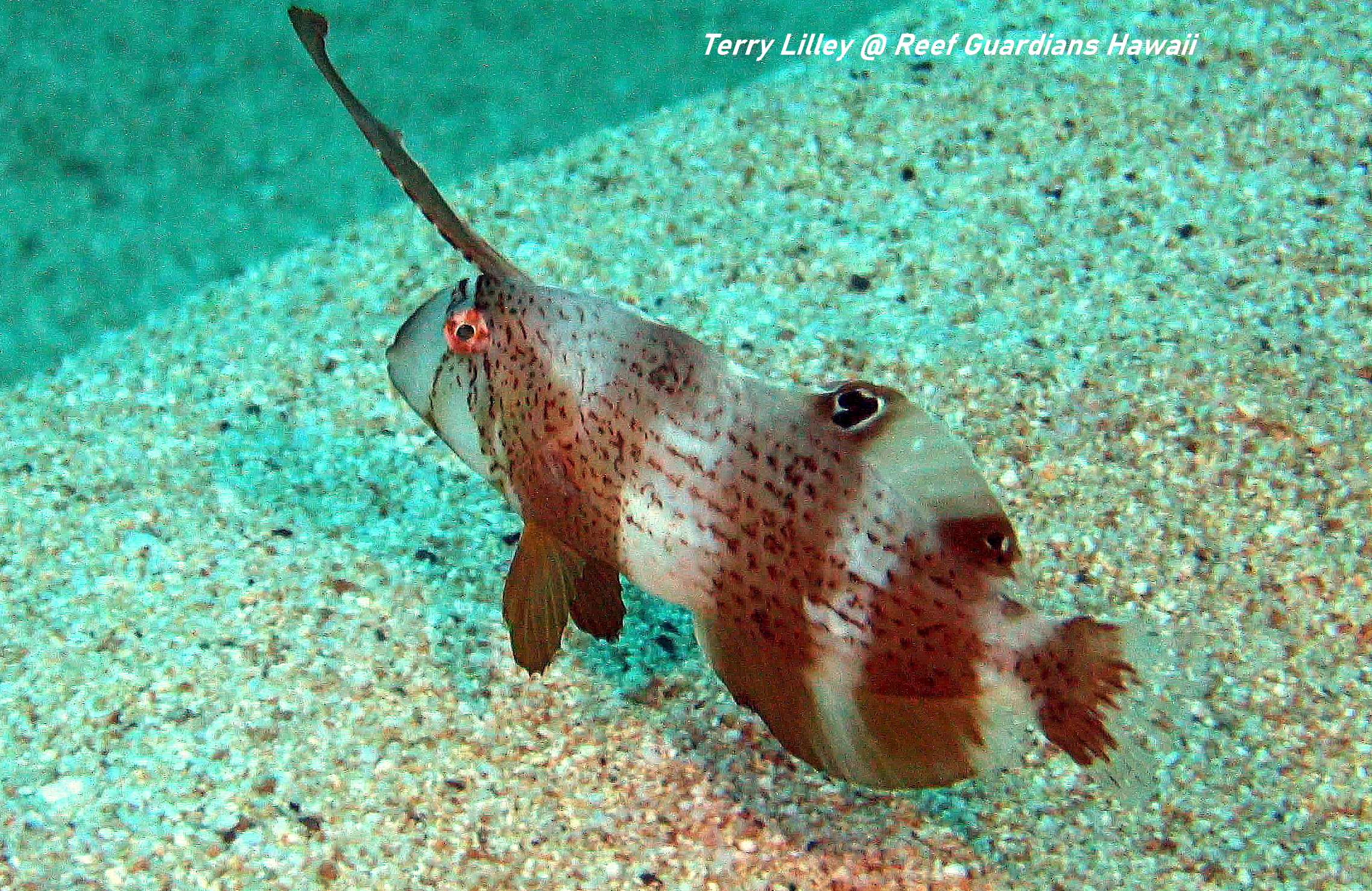 Razor Wrasse