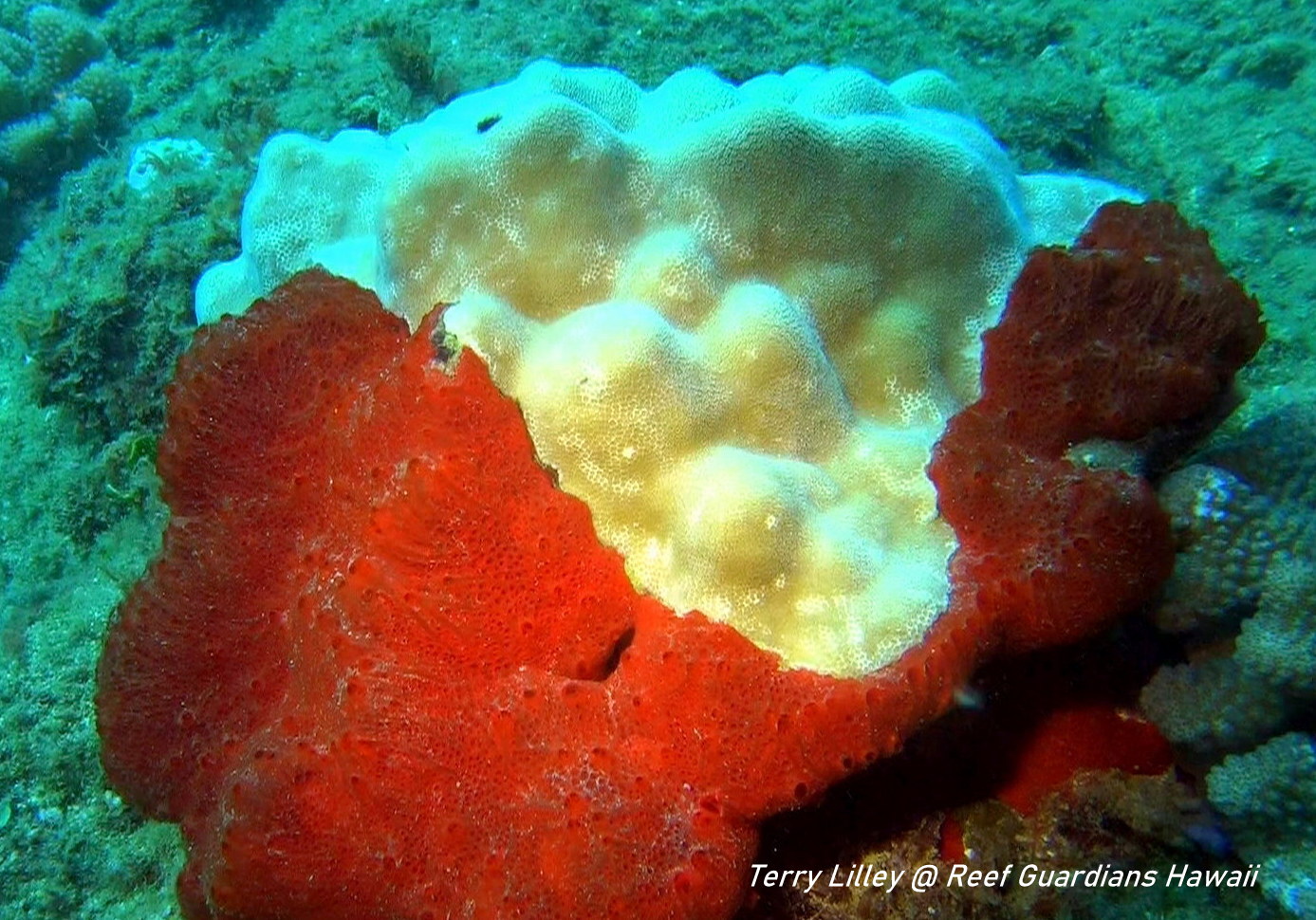 Red Phorbas Sponge