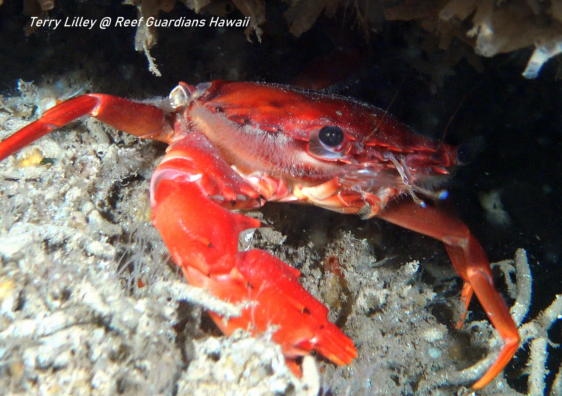 Red Swimming Crab