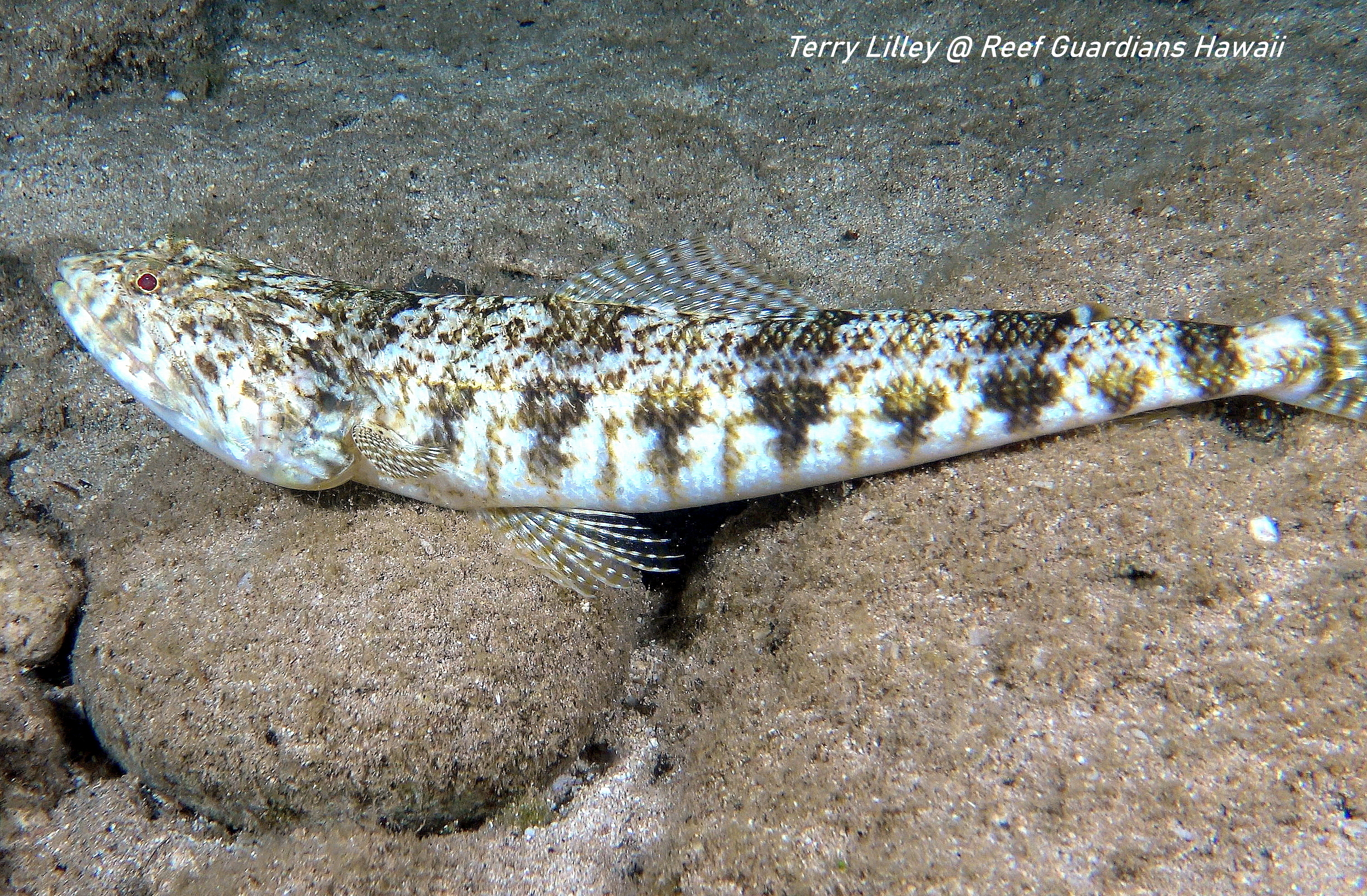 Reef Lizardfish
