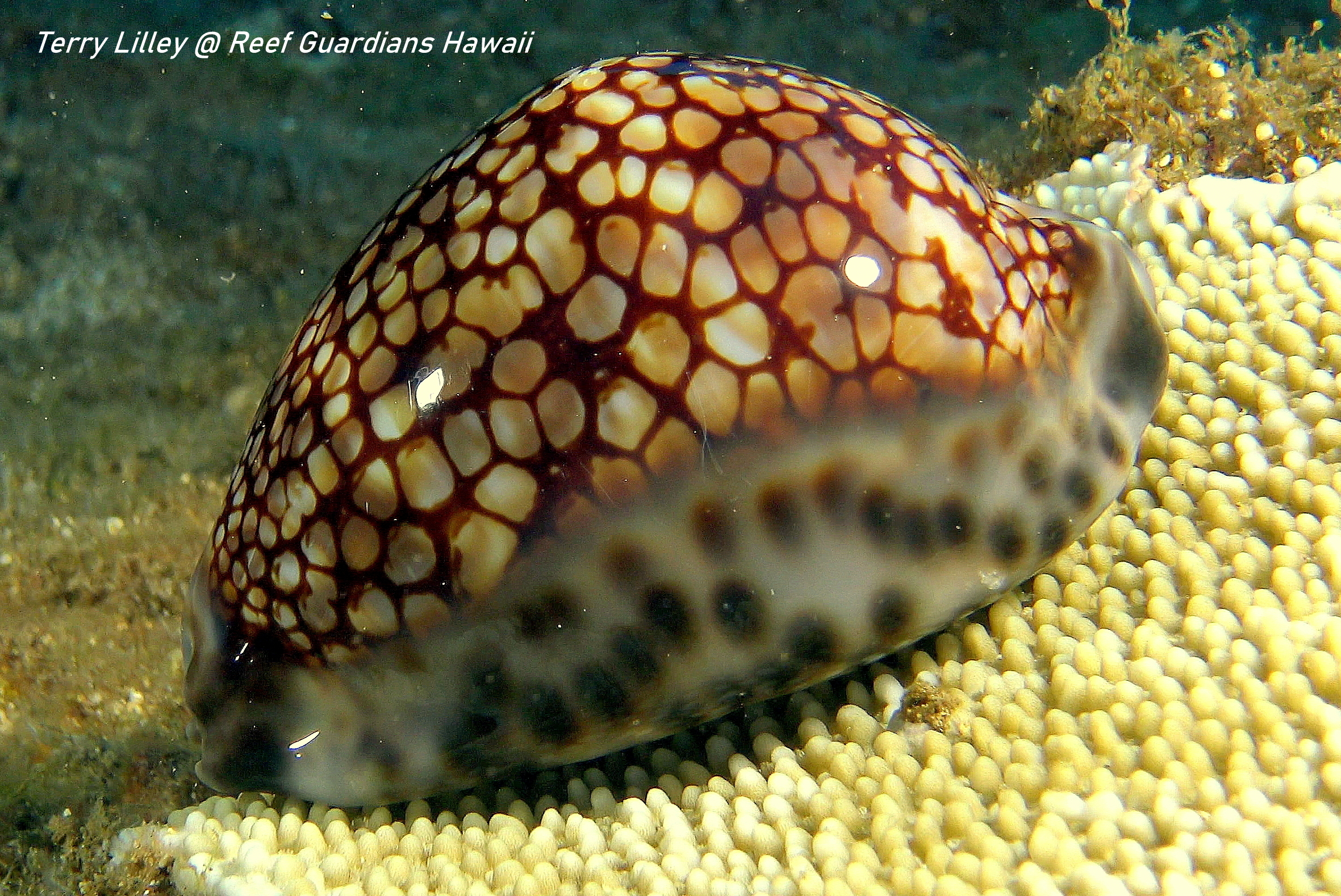 Reticulated Cowry