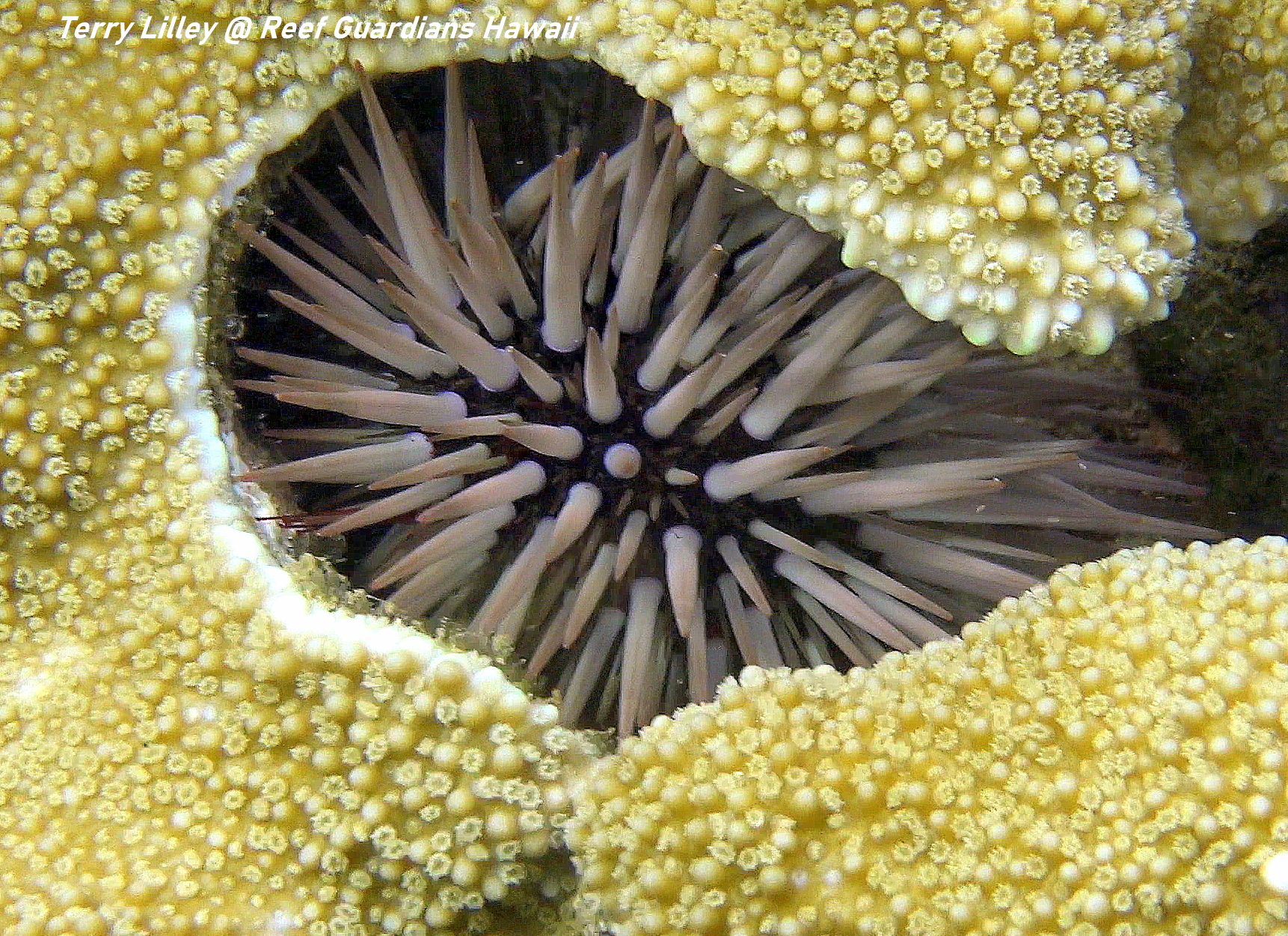 Rock-Boring Urchin