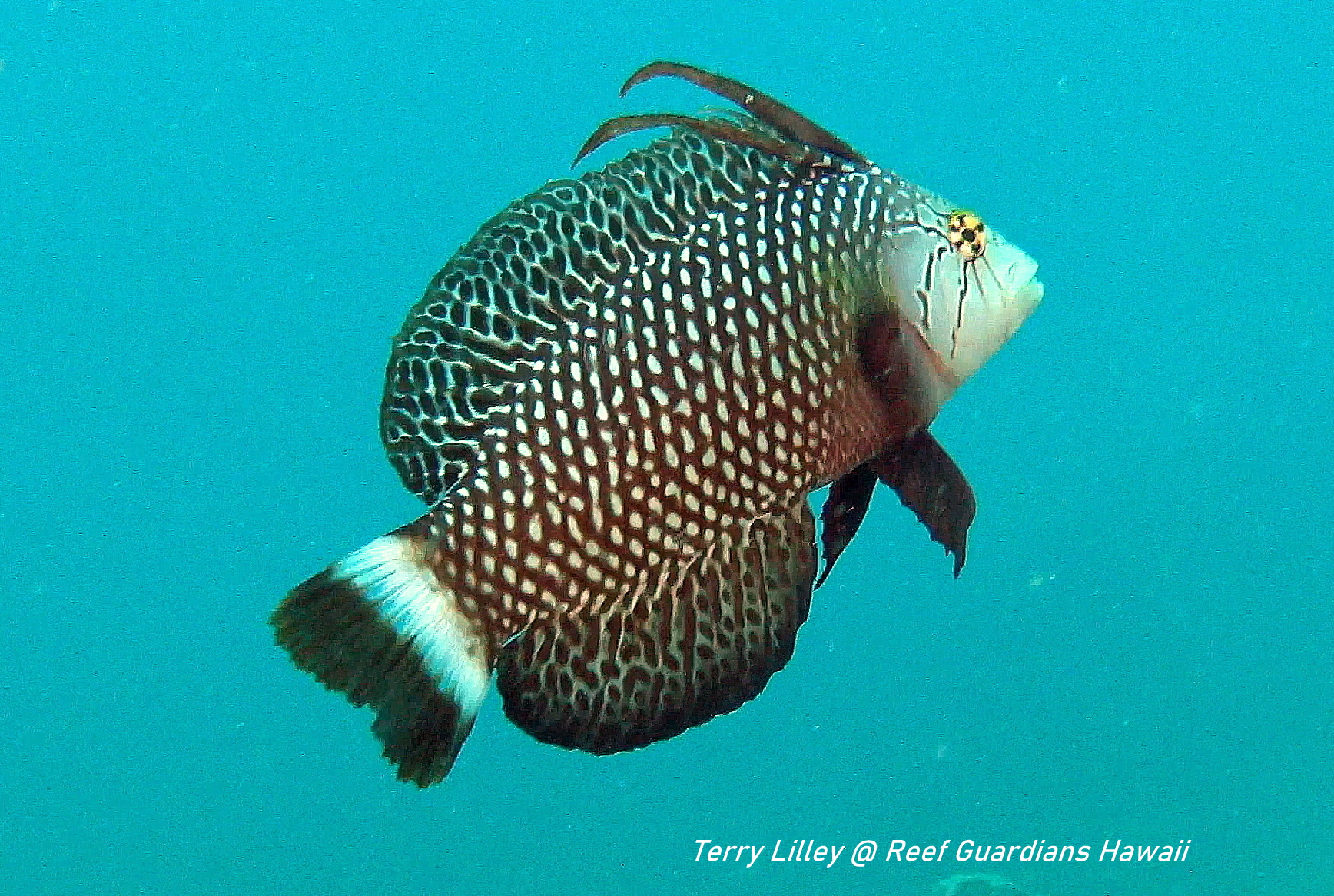 Rockmover Wrasse   Juvenile