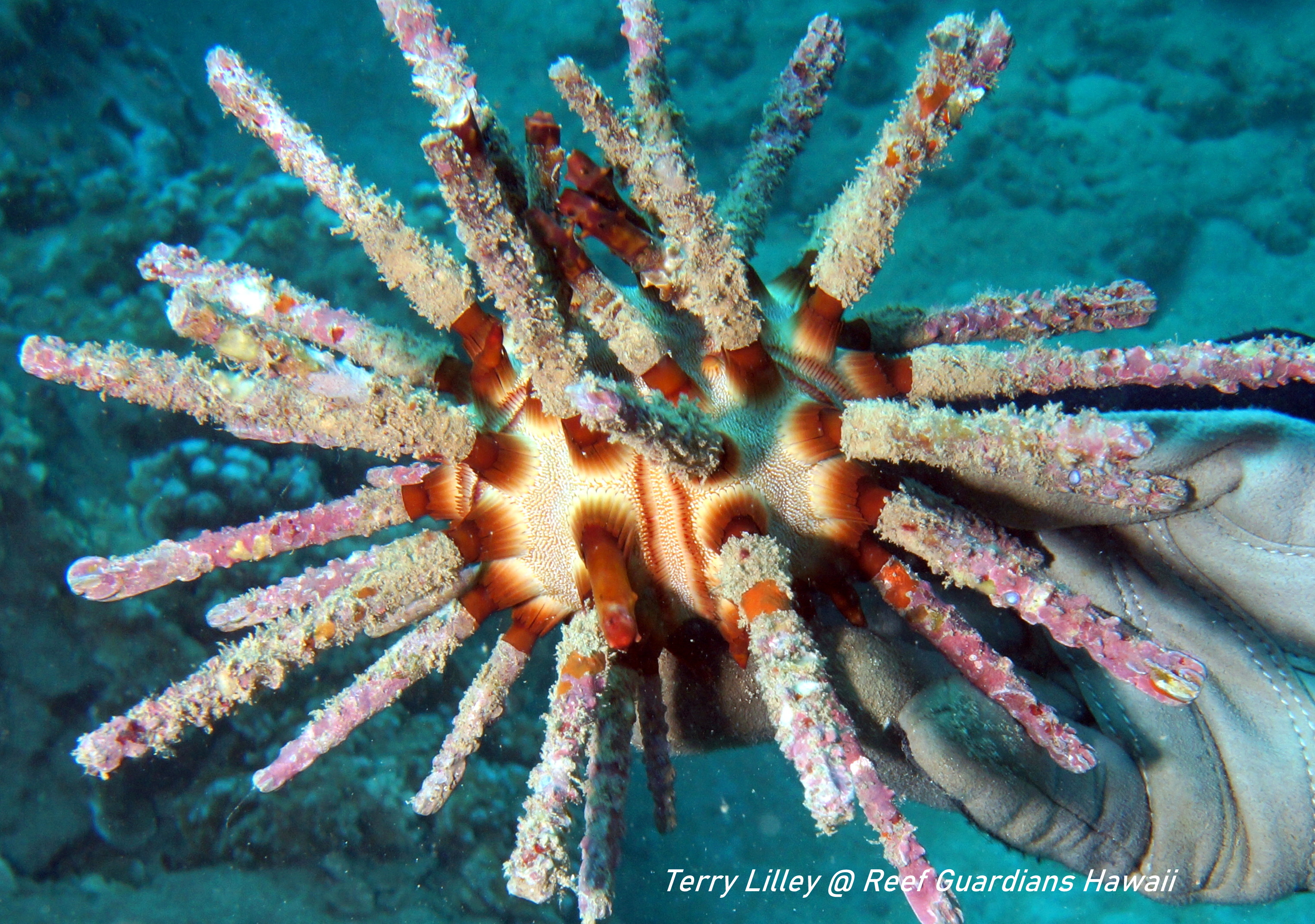 Rough-Spined Urchin