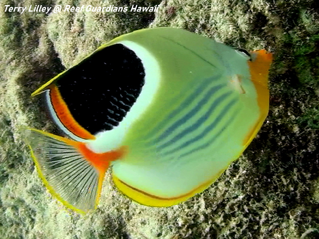 Saddleback Butterflyfish