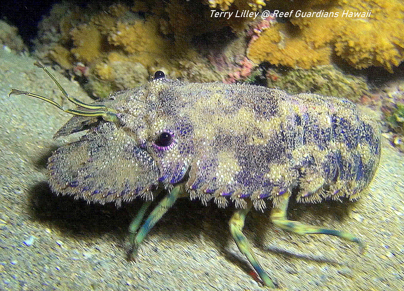 Sculptured Slipper Lobster