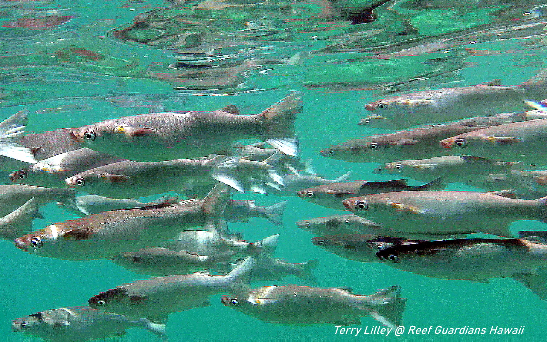 Sharpnose Mullet School