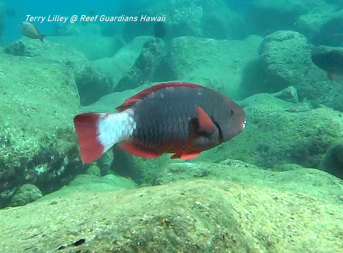 Spectacle Parrotfish  Female