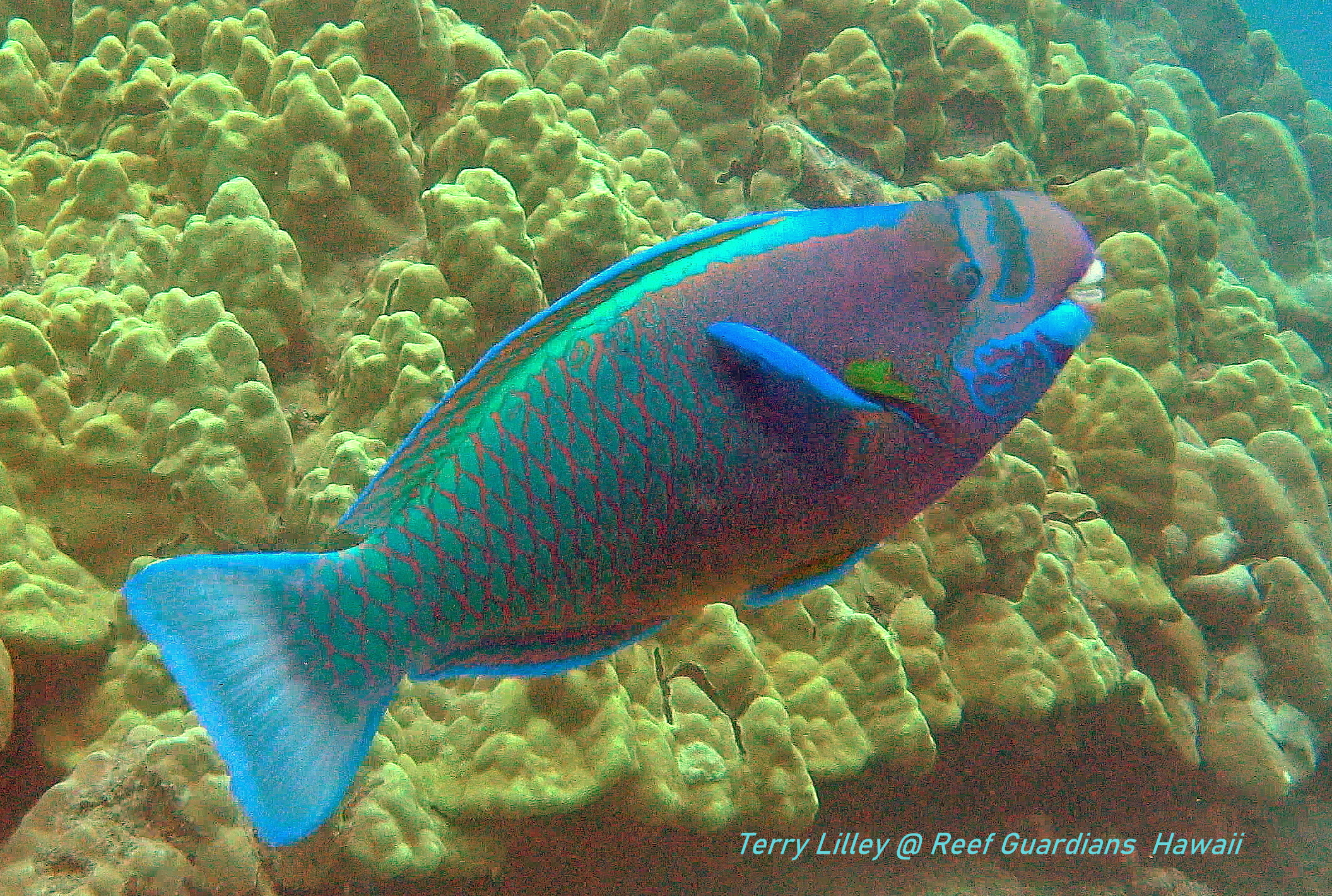 Spectacle Parrotfish  Male
