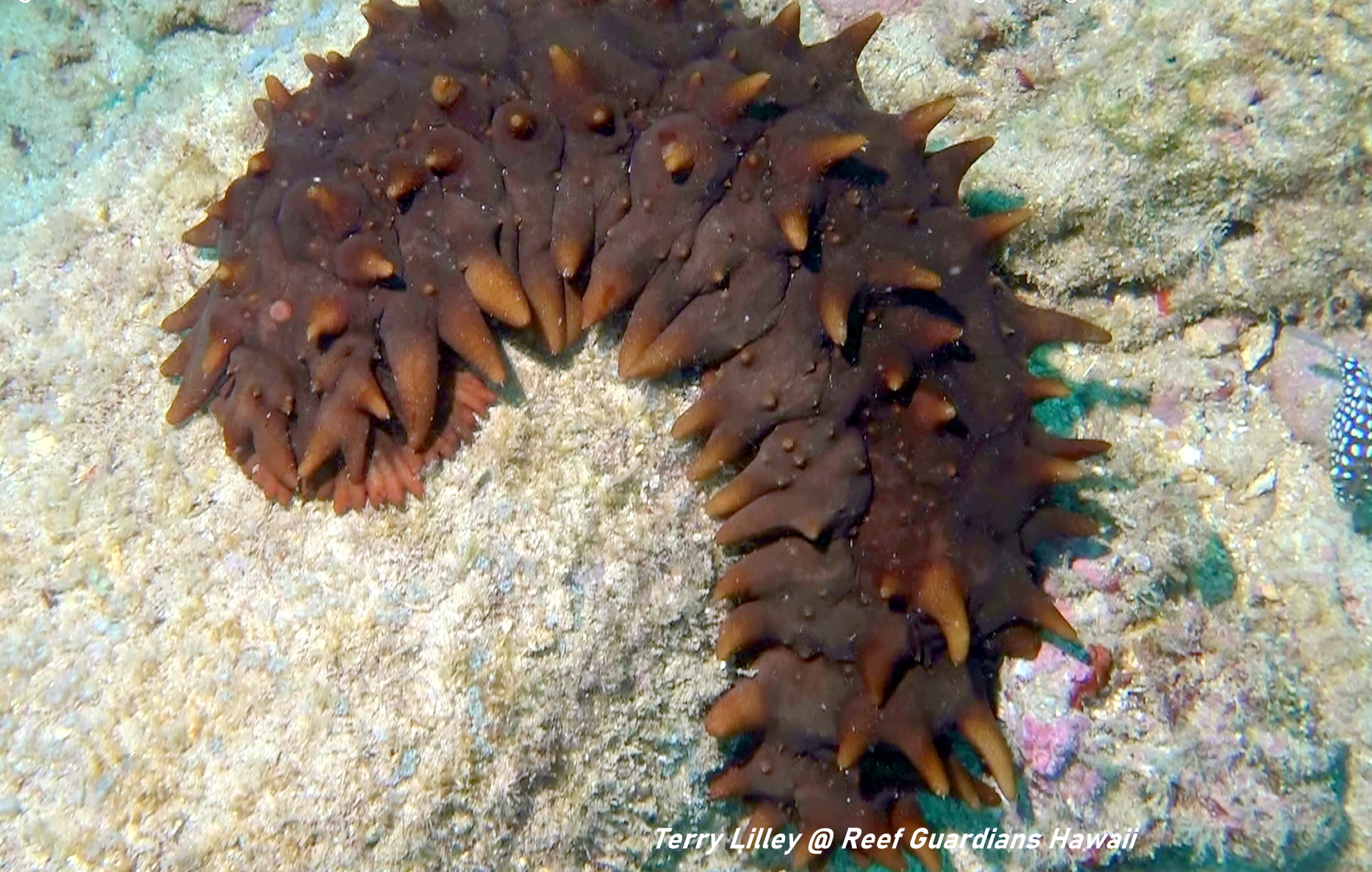 Spiky Sea Cucumber