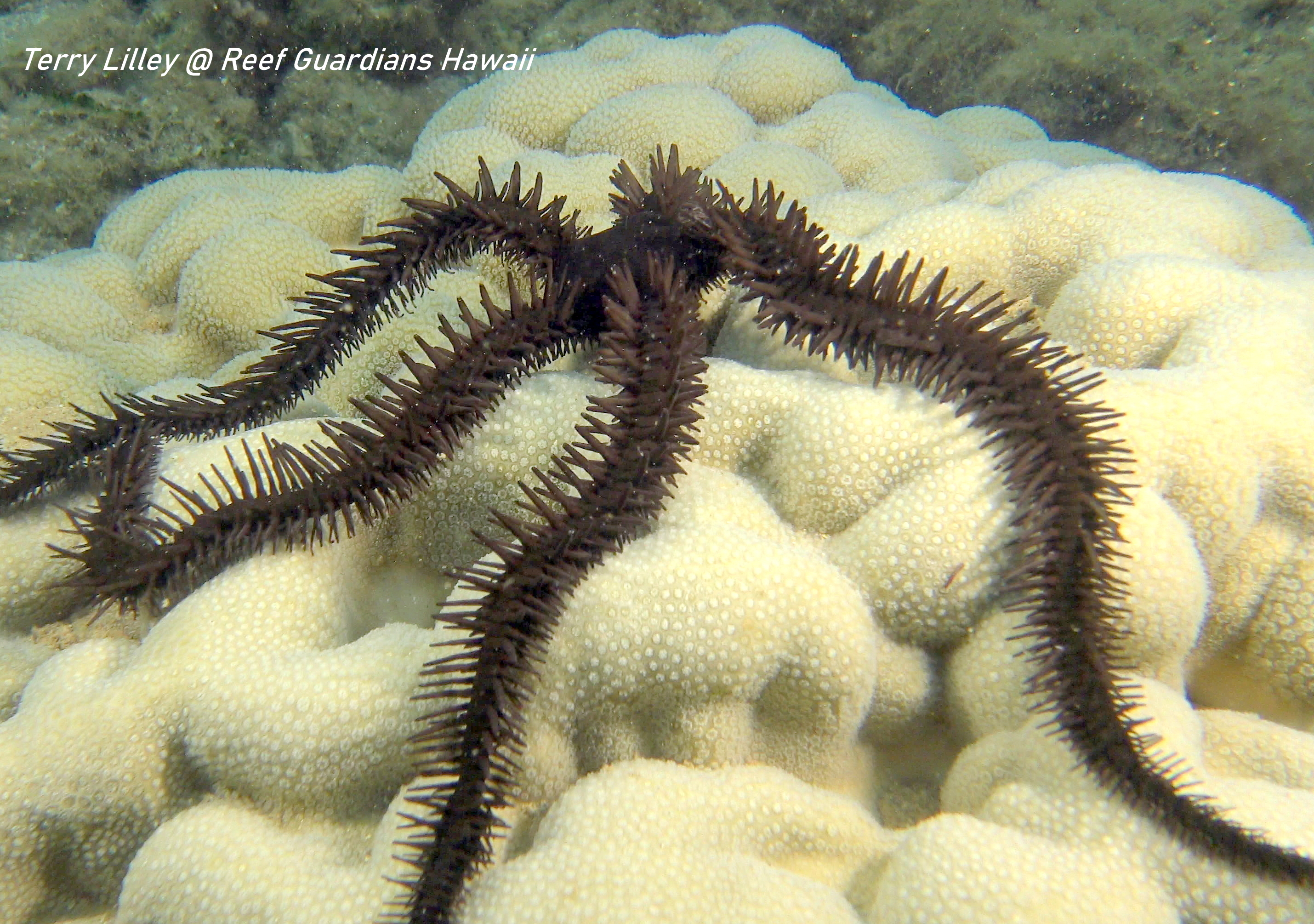 Spiny Brittle Star