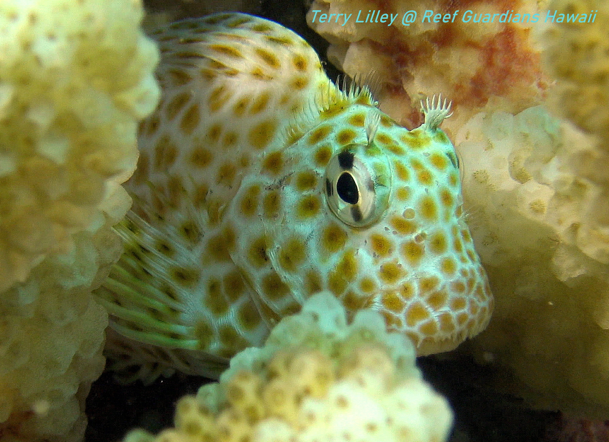 Spotted Coral Blenny:  Female