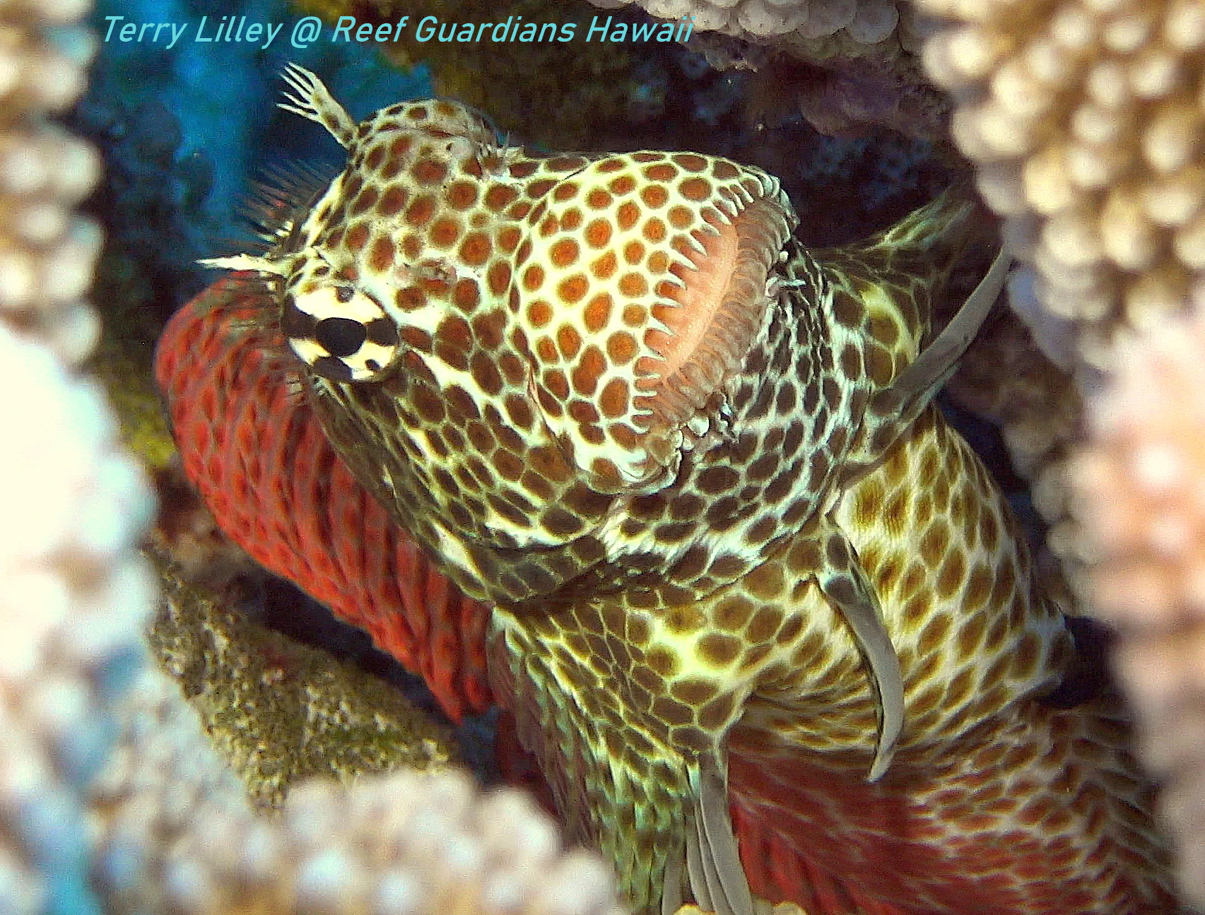 Spotted Coral Blenny:  Male