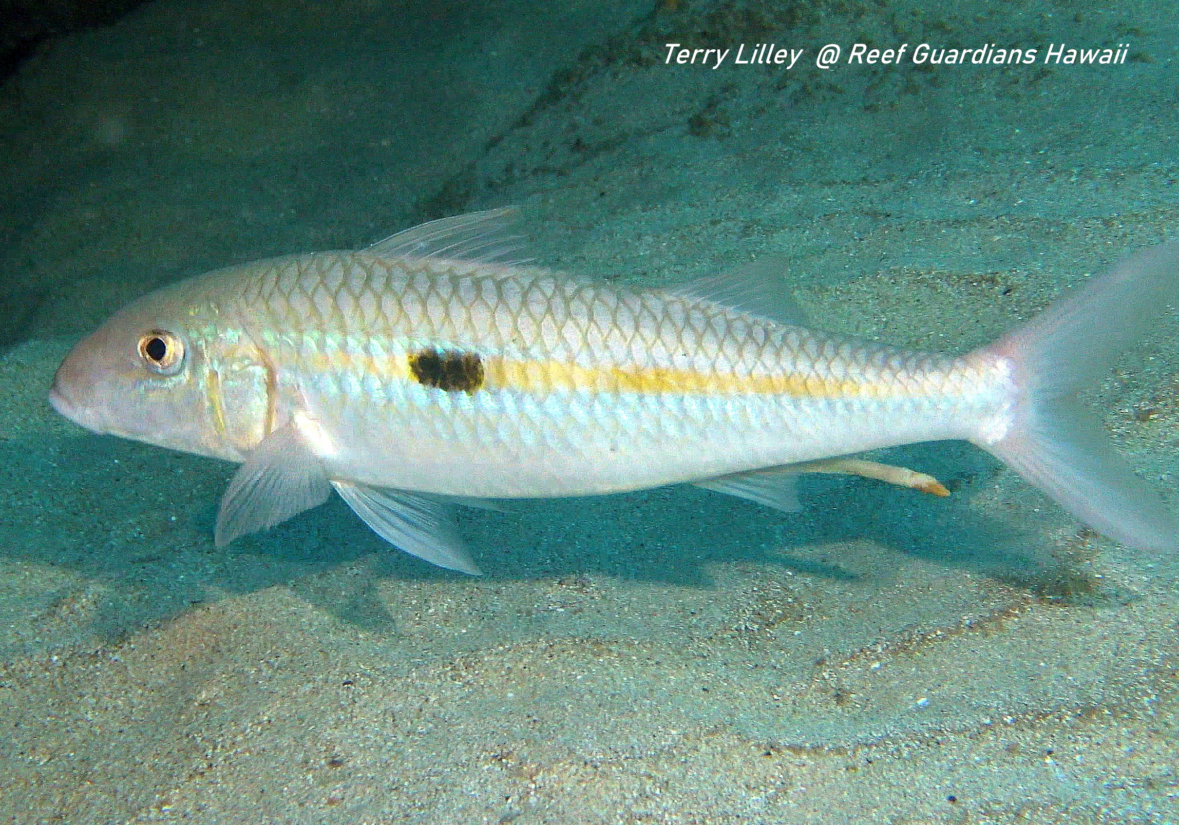 Squarespot Goatfish