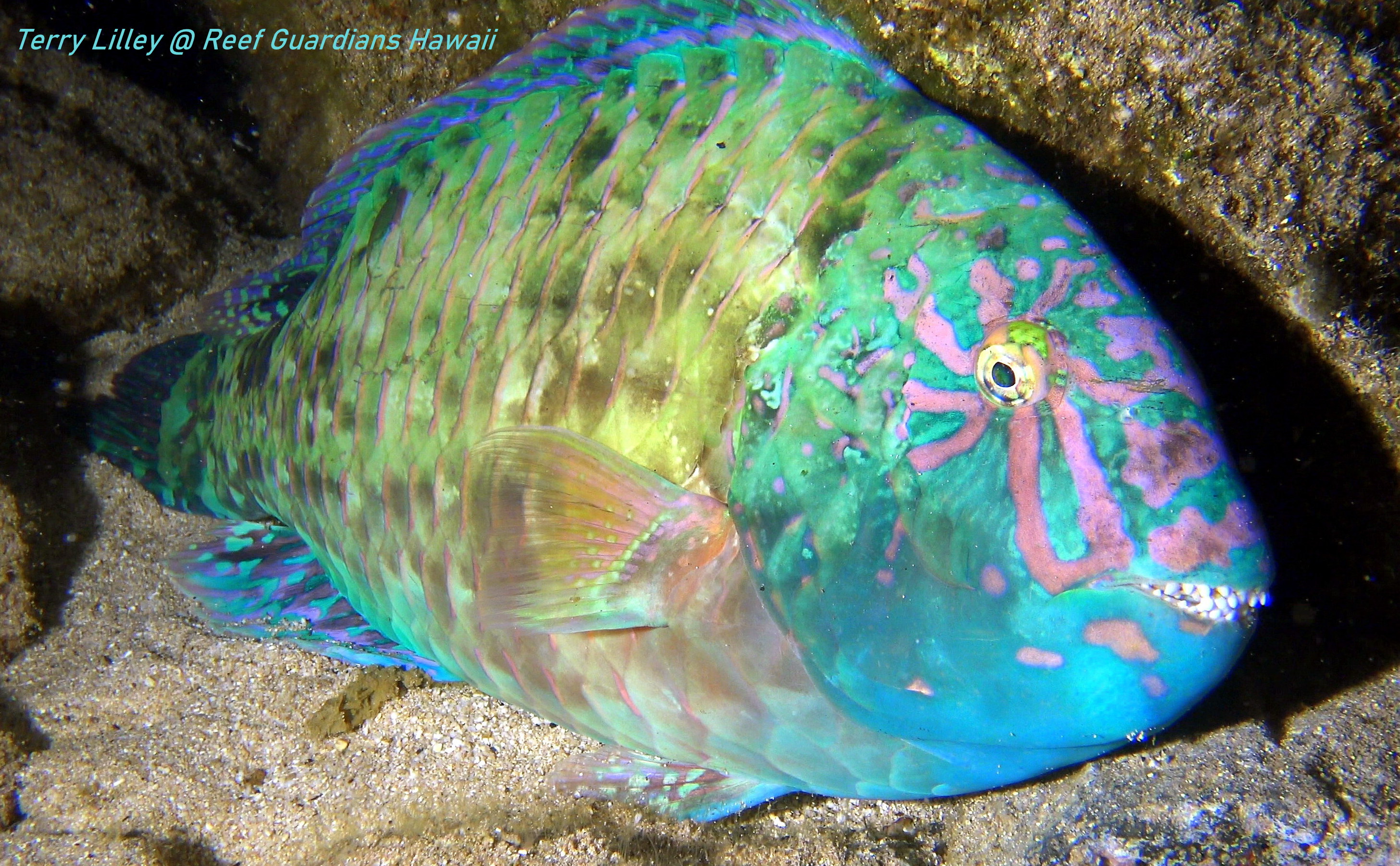 Stareye Parrotfish   Male