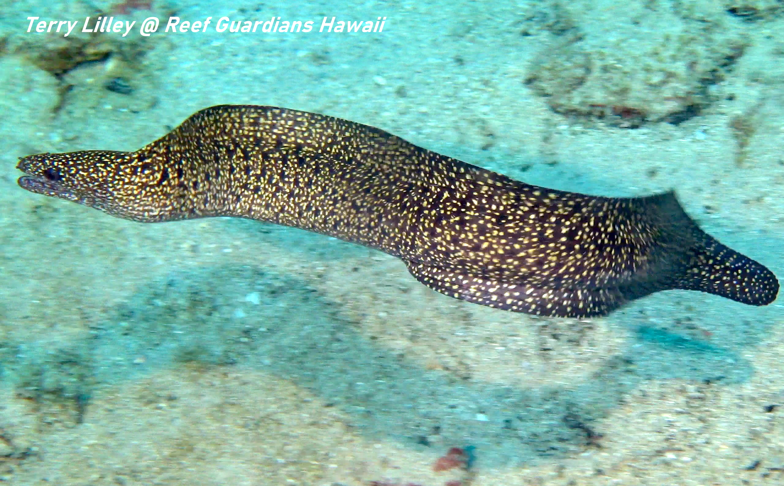 Stout Moray Eel